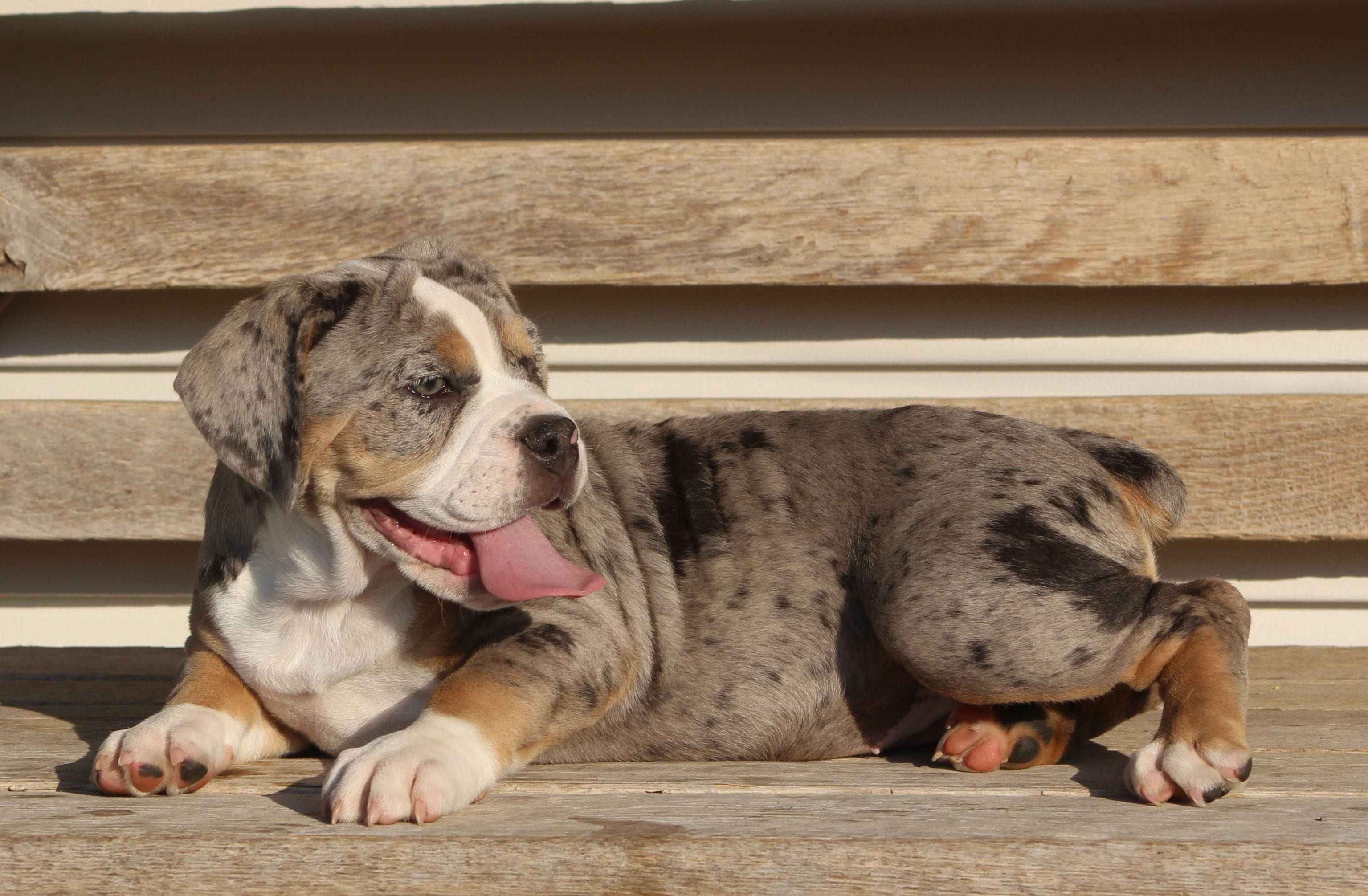 Bianca, a female English Bulldog and Beagle for sale in Baltic, OH – 10 of 10