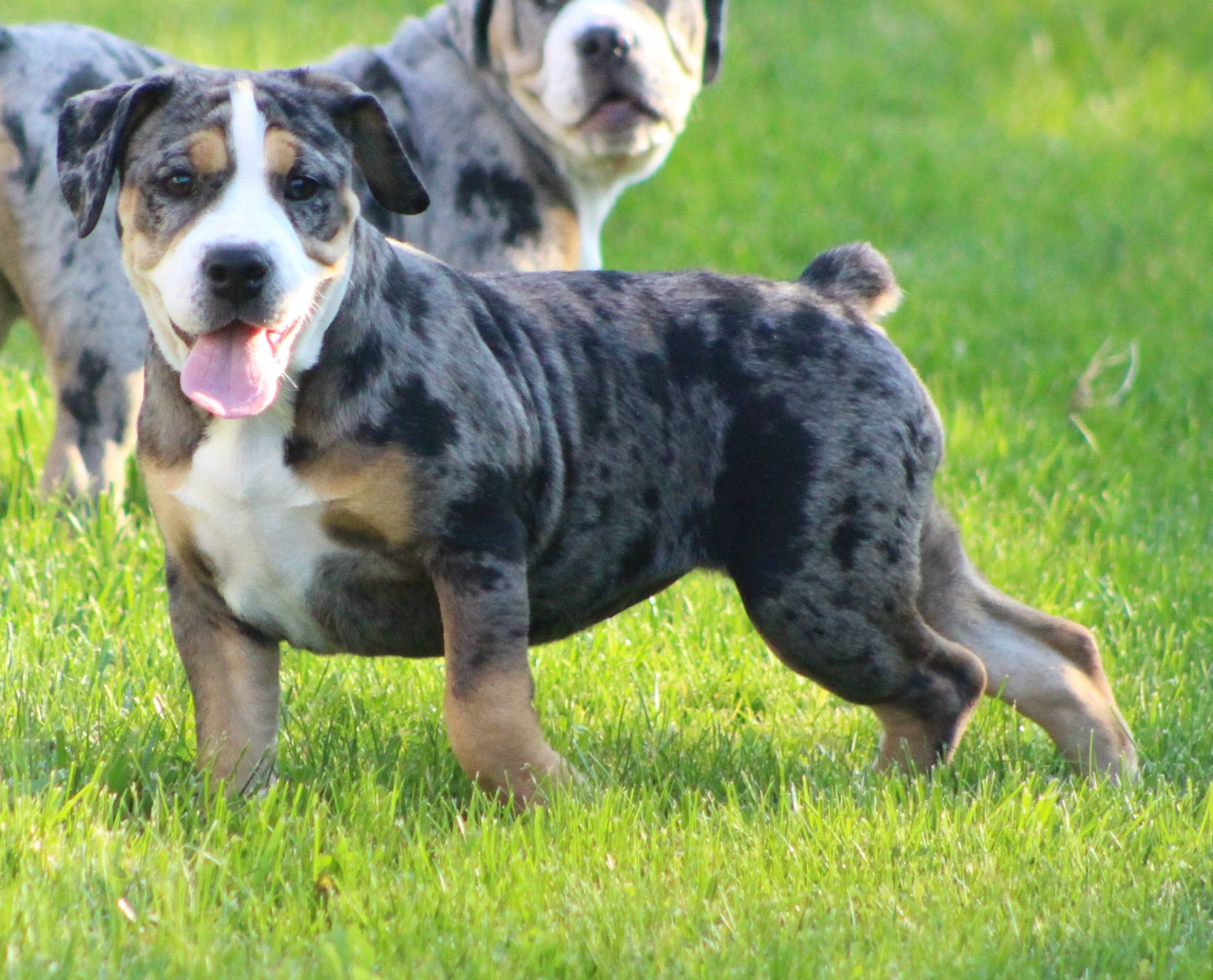 Molly, a female English Bulldog and Beagle for sale in Baltic, OH – 8 of 8