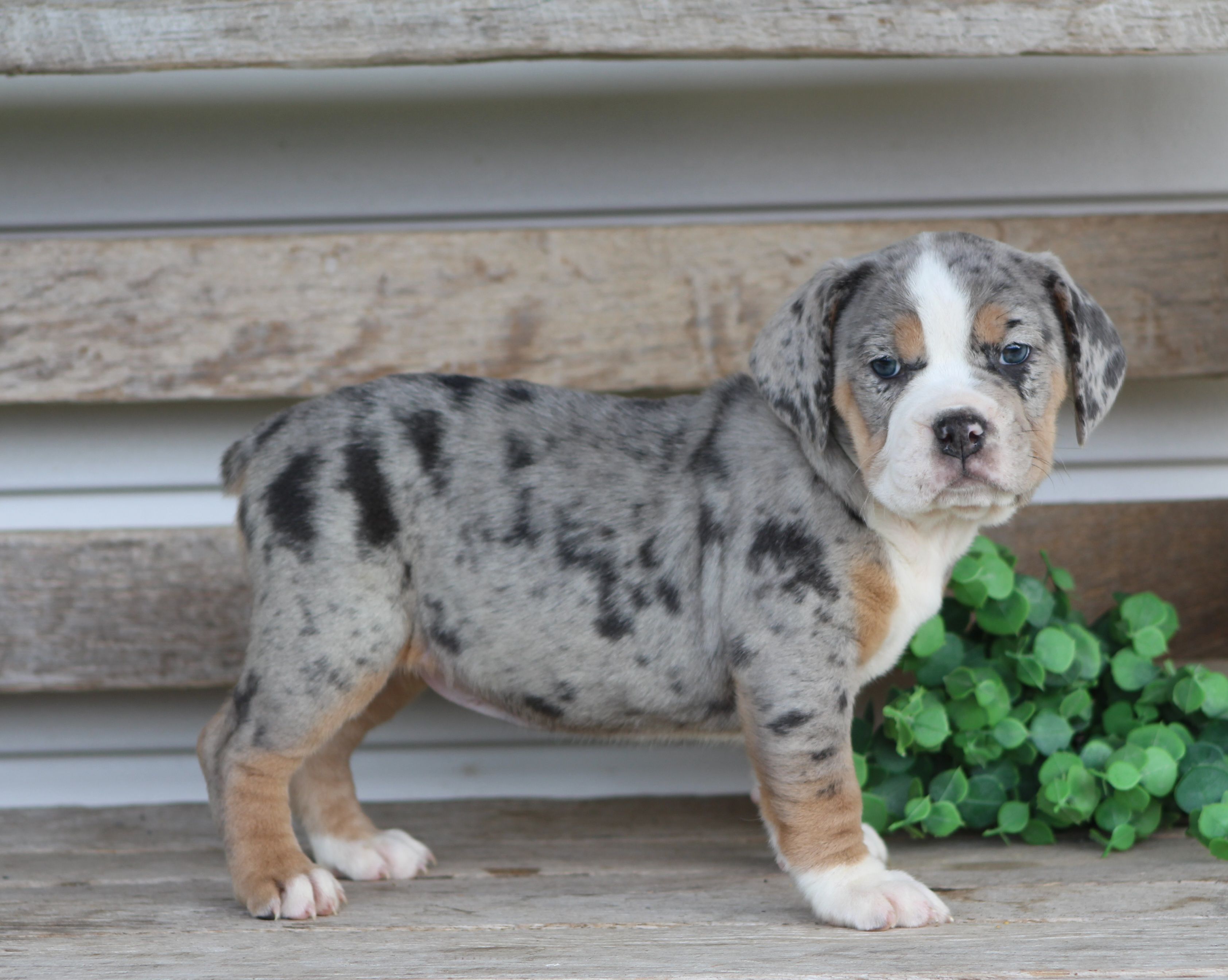 Bianca, a female English Bulldog and Beagle for sale in Baltic, OH – Photo 8 of 10