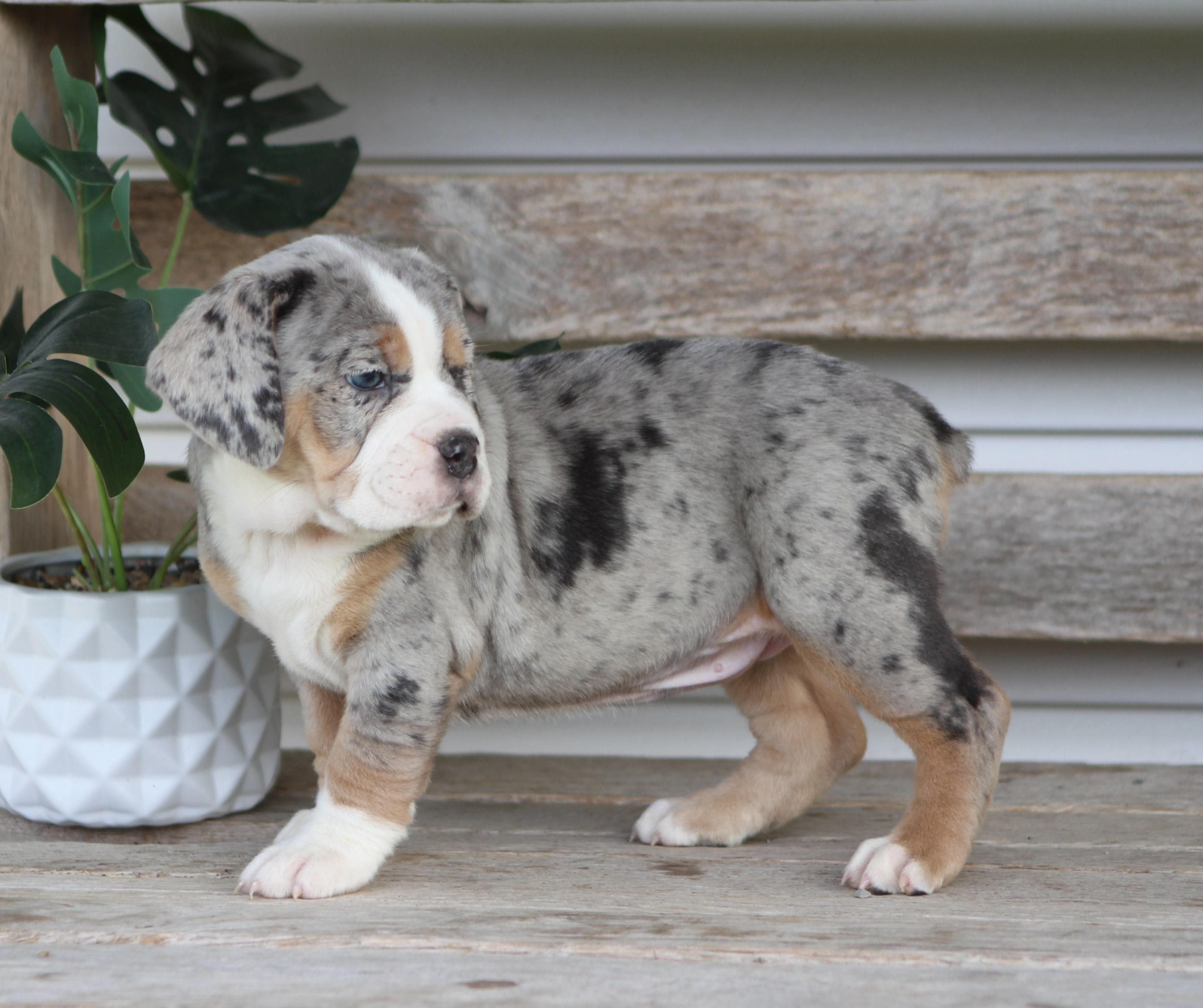 Bianca, a female English Bulldog and Beagle for sale in Baltic, OH – Photo 9 of 10
