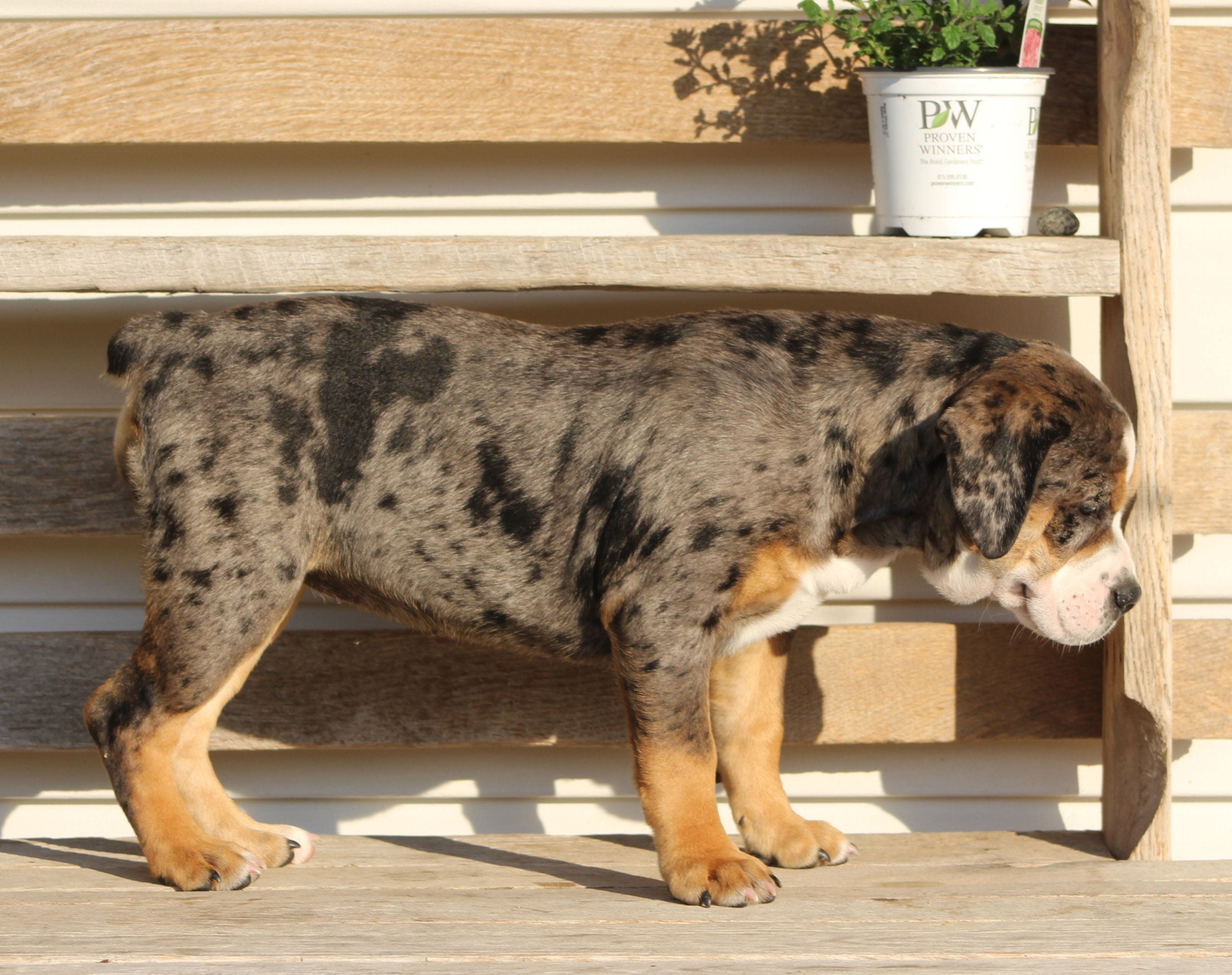 Molly, a female English Bulldog and Beagle for sale in Baltic, OH – 2 of 8