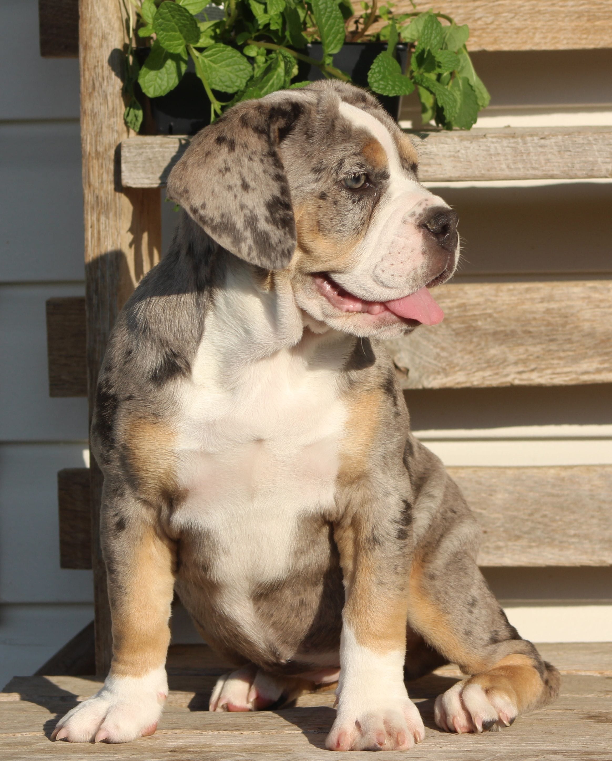 Bianca – English Bulldog, Beagle puppy for sale in Baltic, OH