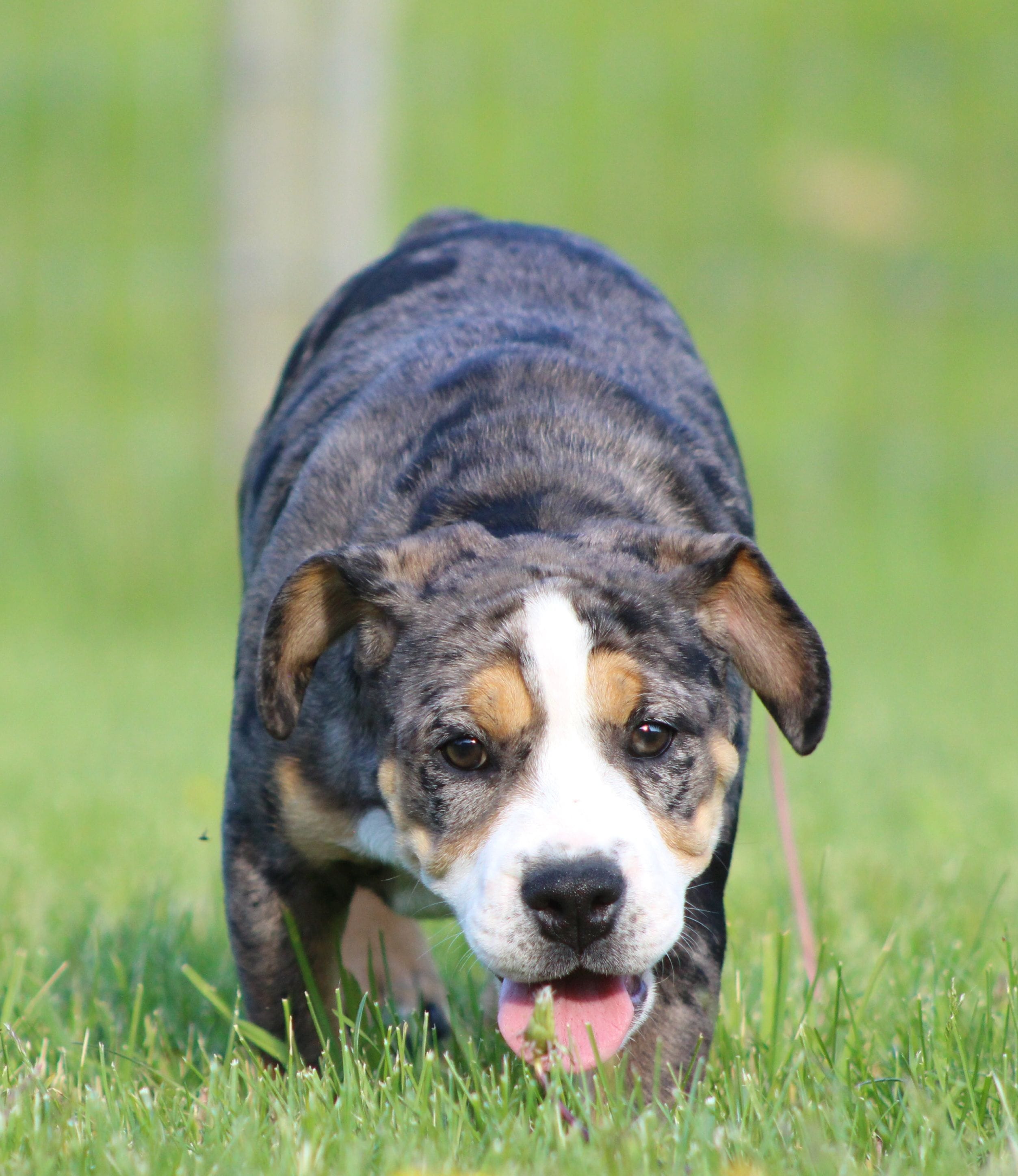 Molly, a female English Bulldog and Beagle for sale in Baltic, OH – 7 of 8