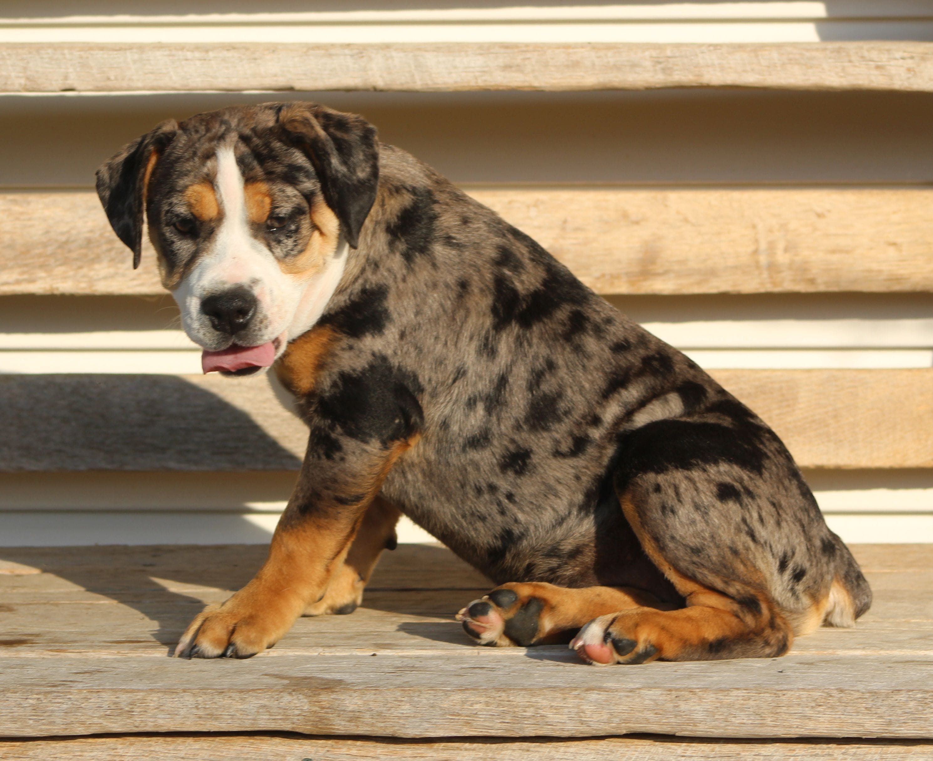 Molly, a female English Bulldog and Beagle for sale in Baltic, OH – 6 of 8