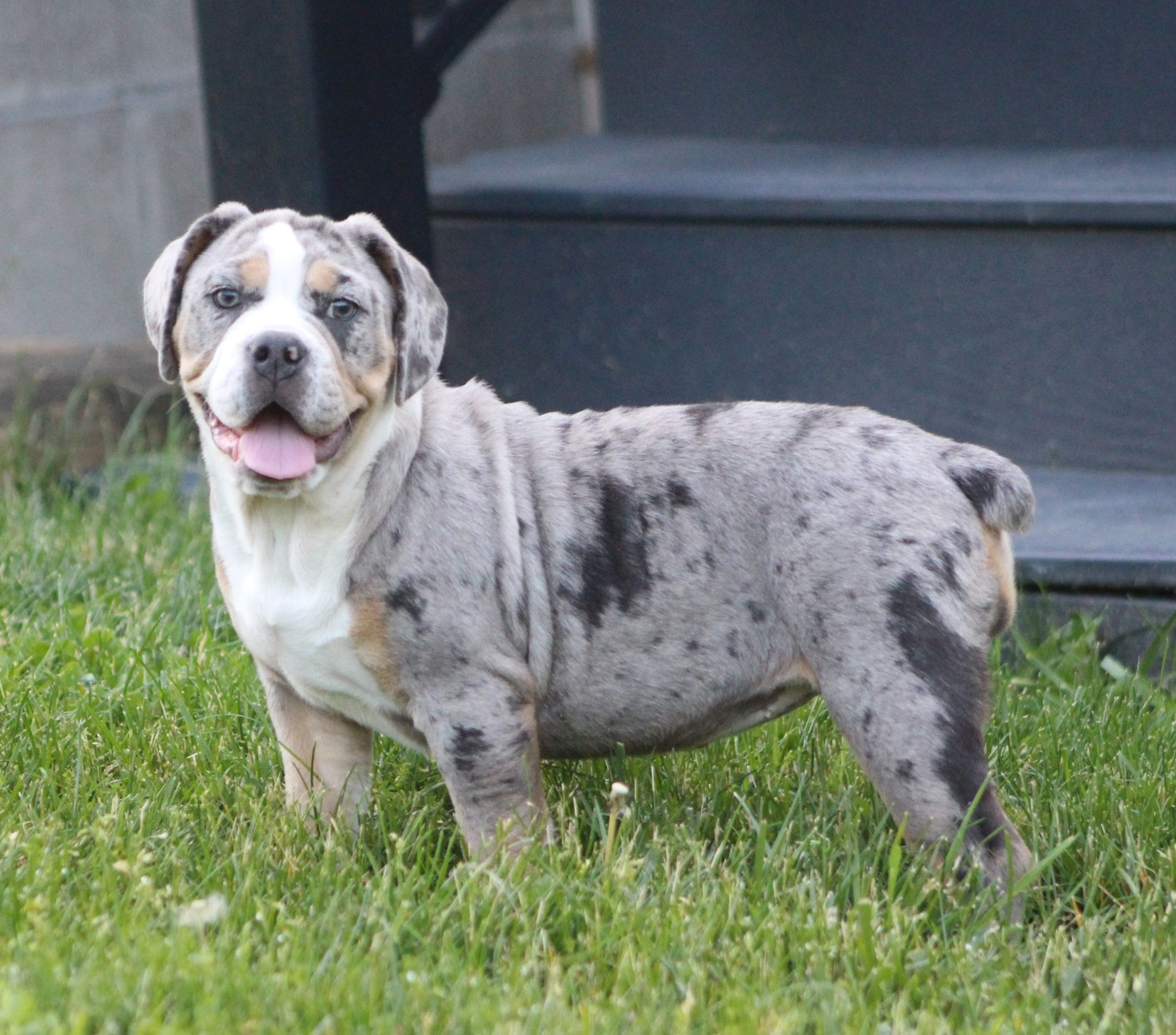 Bianca, a female English Bulldog and Beagle for sale in Baltic, OH – 2 of 10