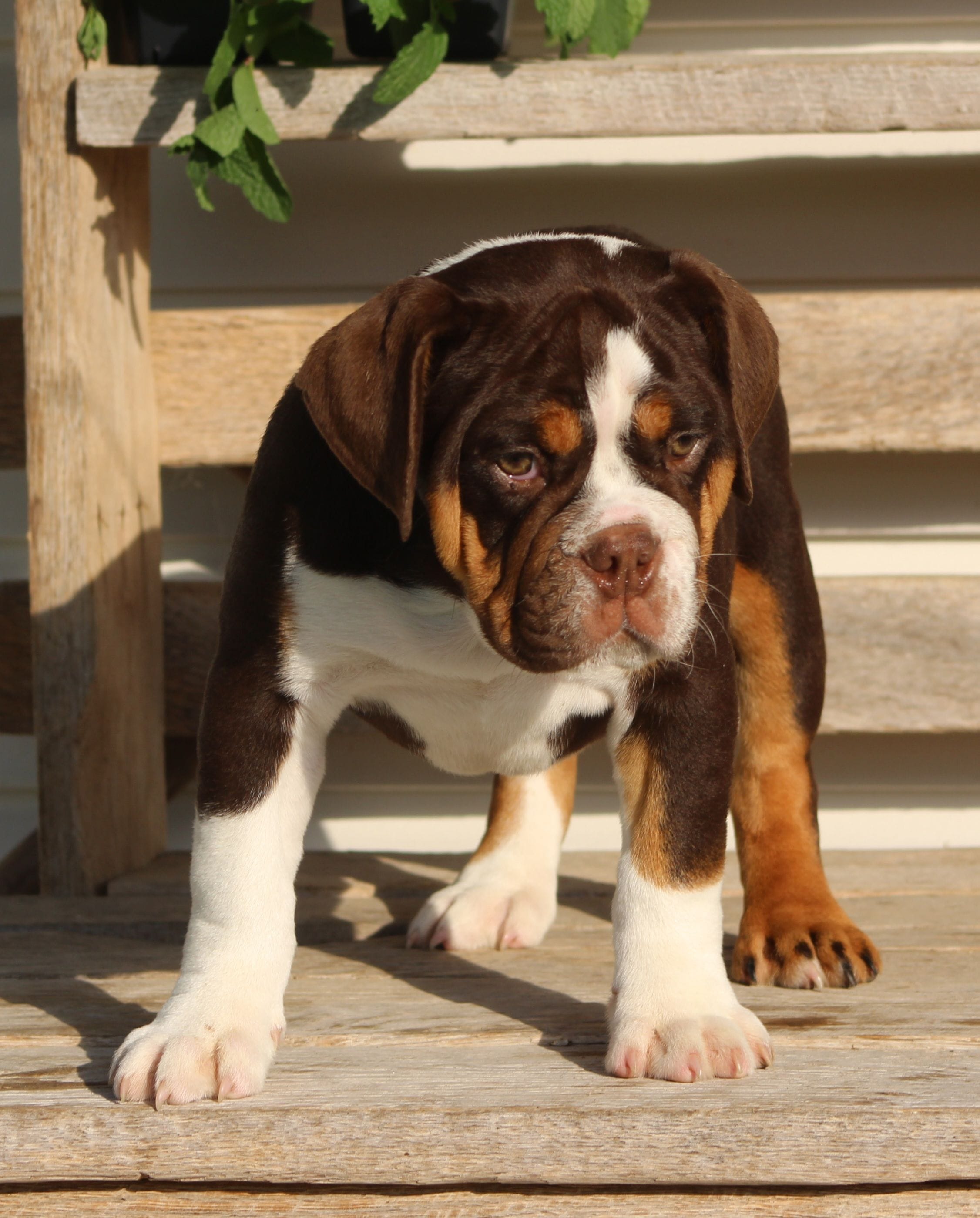 Rose, a female English Bulldog and Beagle for sale in Baltic, OH – 3 of 8