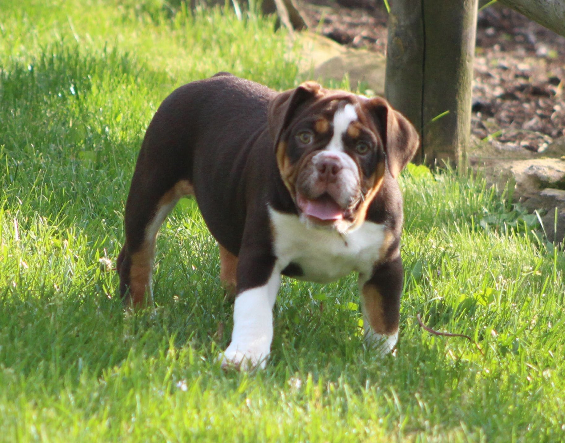 Rose, a female English Bulldog and Beagle for sale in Baltic, OH – 8 of 8