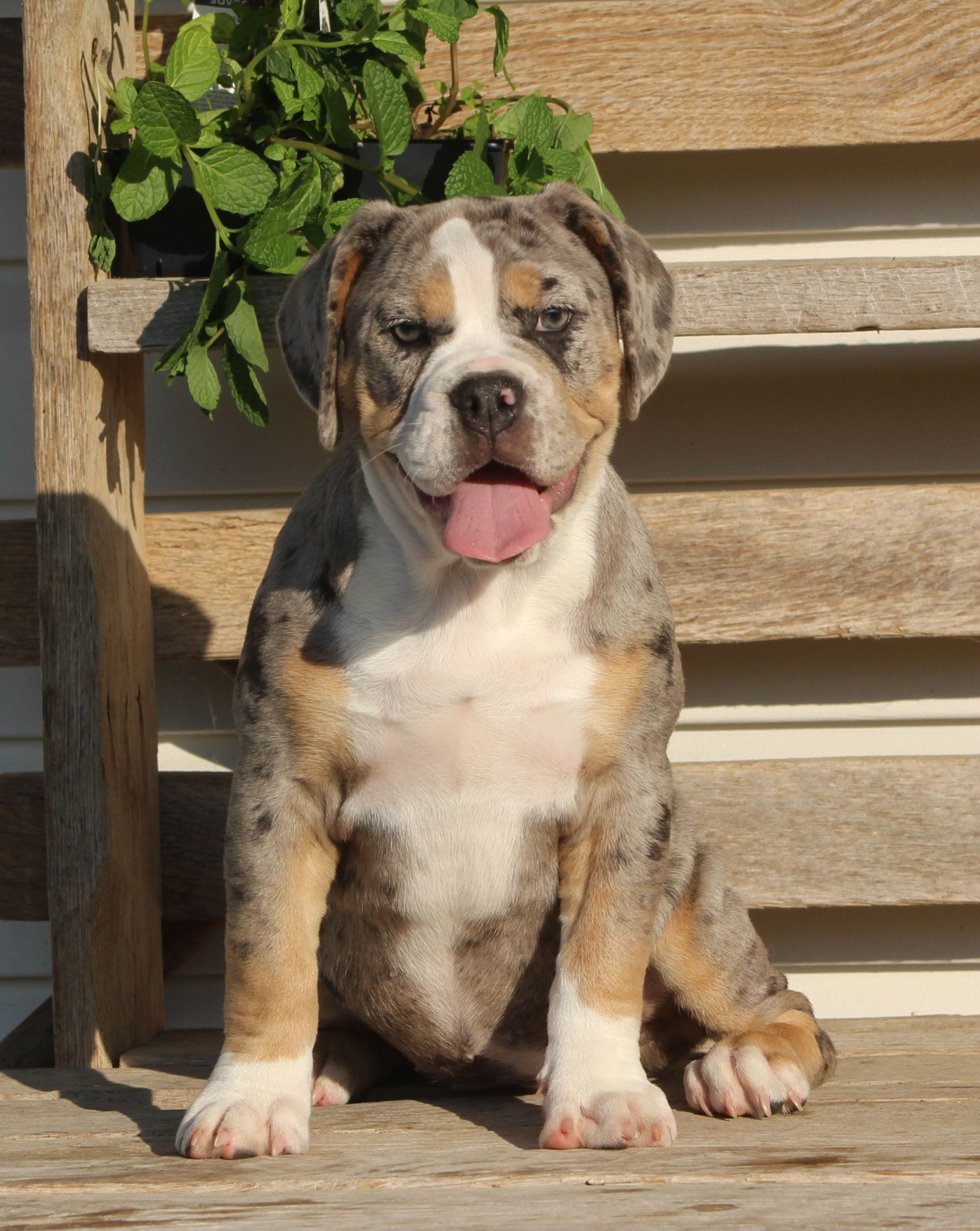 Bianca, a female English Bulldog and Beagle for sale in Baltic, OH – 6 of 10