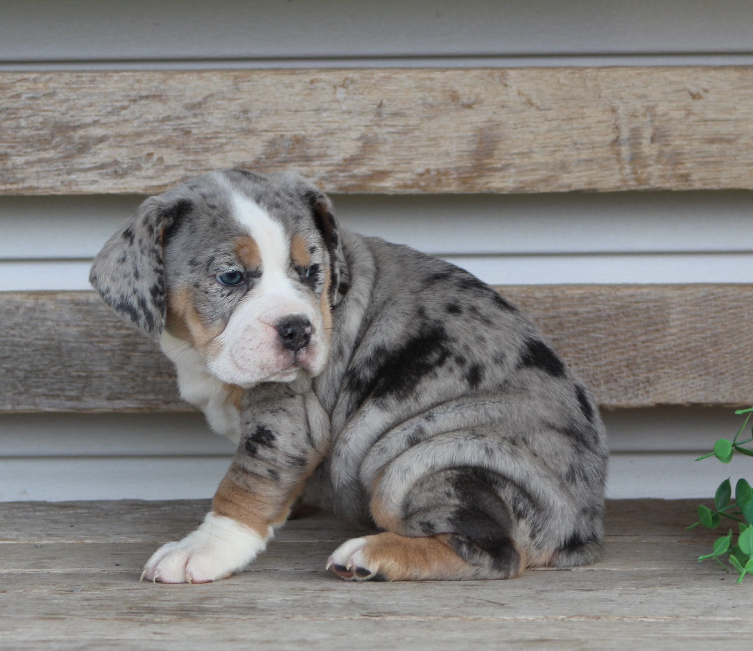 Bianca, a female English Bulldog and Beagle for sale in Baltic, OH – Photo 7 of 10