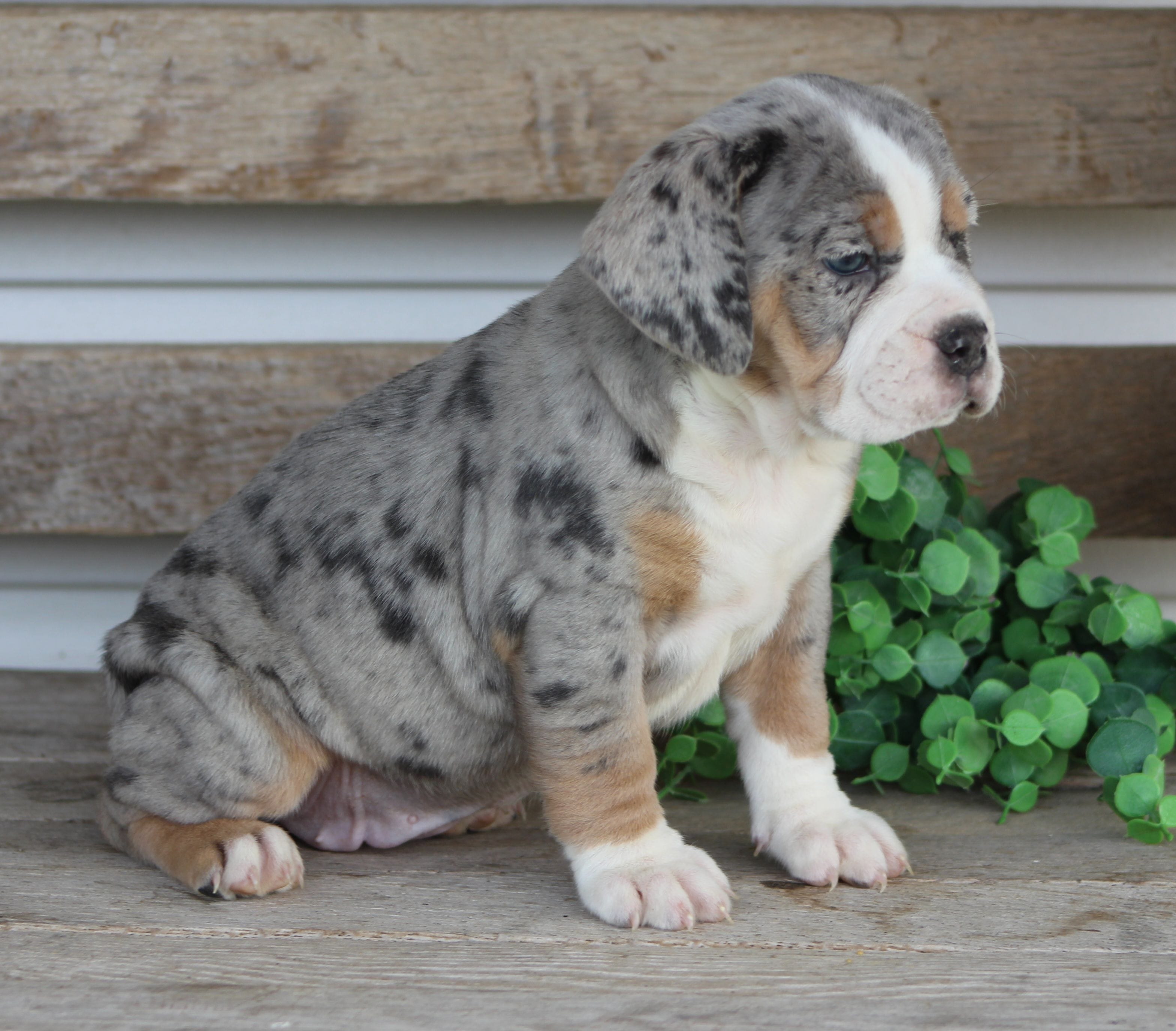 Bianca, a female English Bulldog and Beagle for sale in Baltic, OH – Photo 10 of 10
