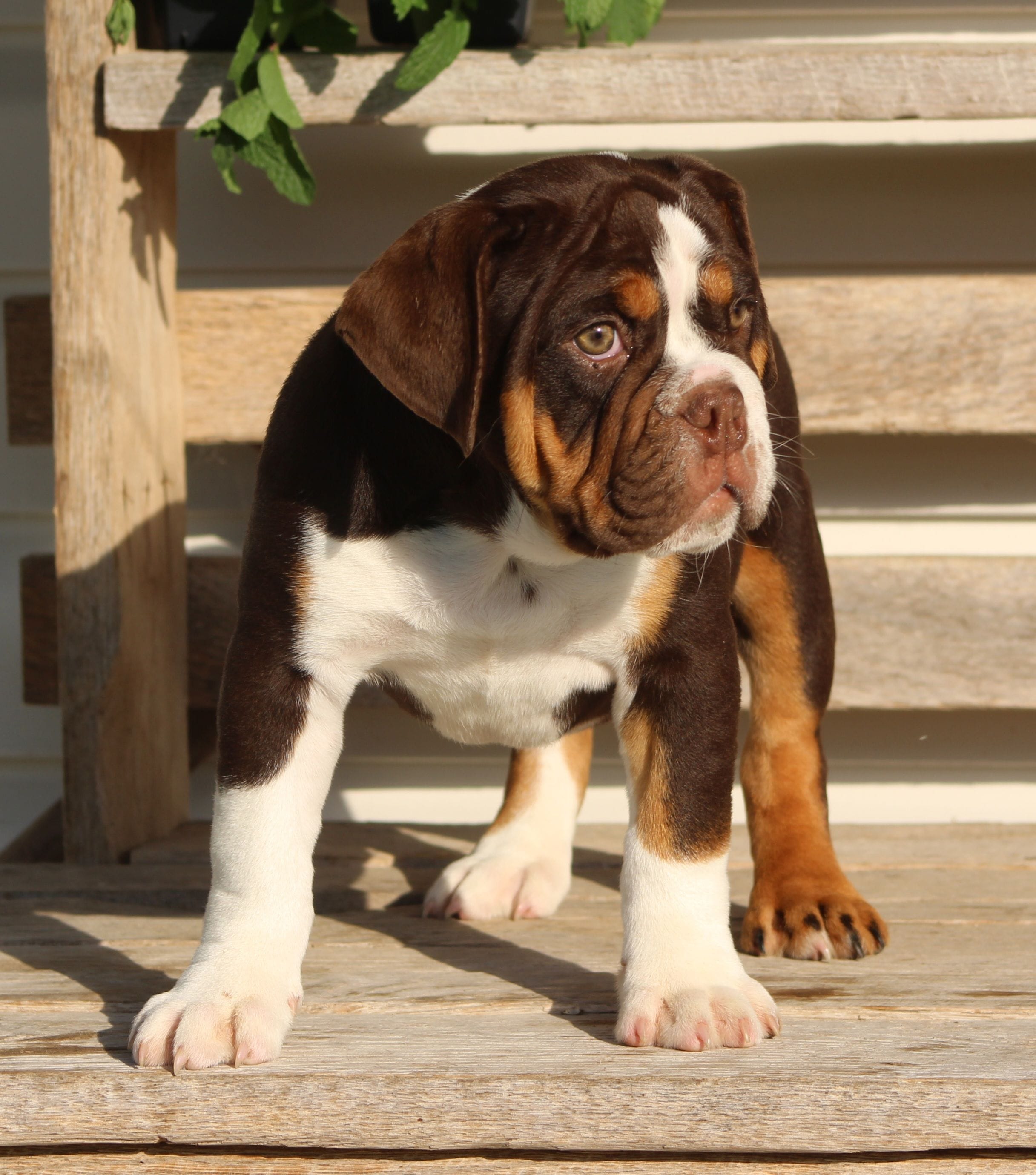 Rose, a female English Bulldog and Beagle for sale in Baltic, OH – 4 of 8