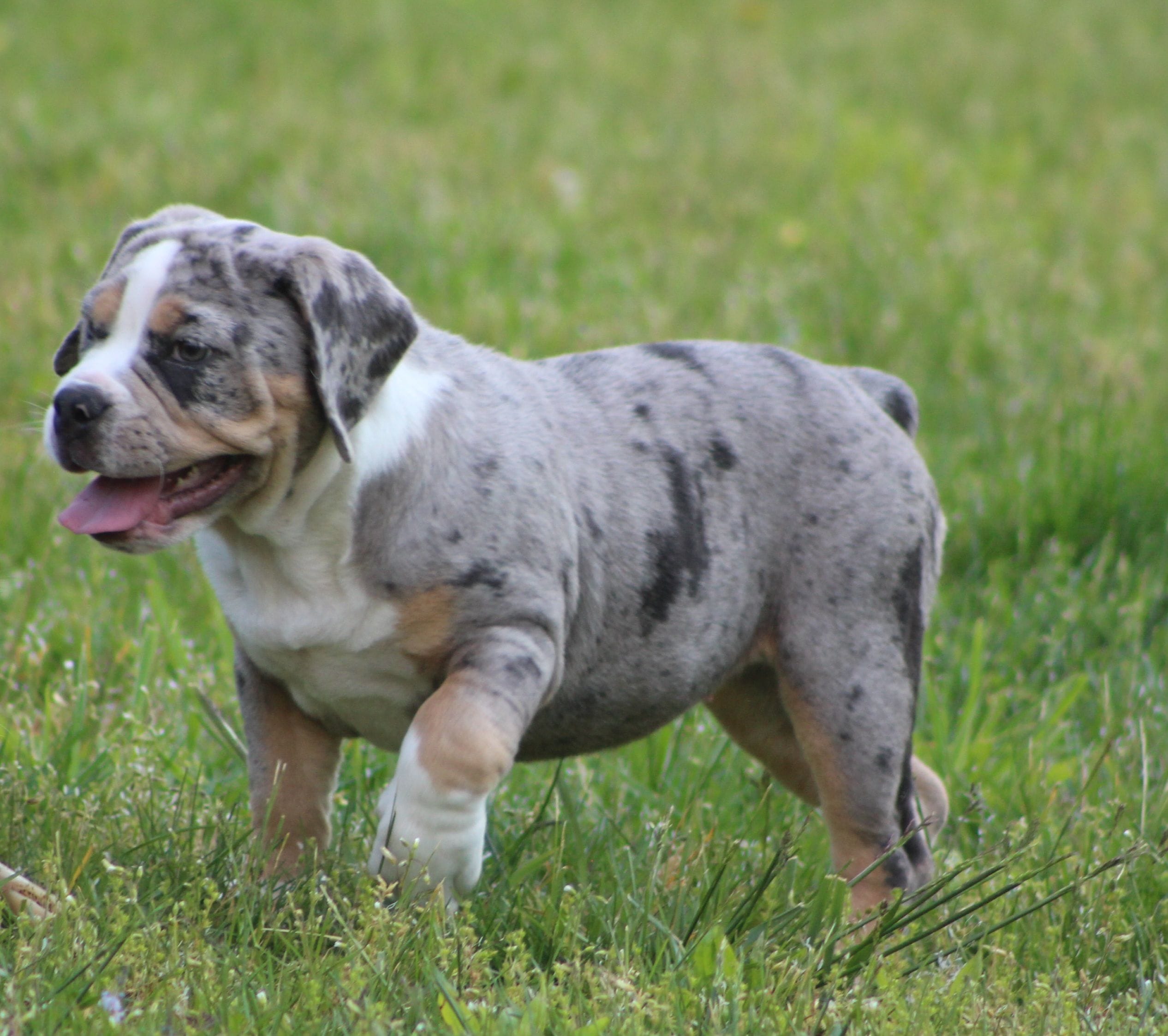 Bianca, a female English Bulldog and Beagle for sale in Baltic, OH – 7 of 10