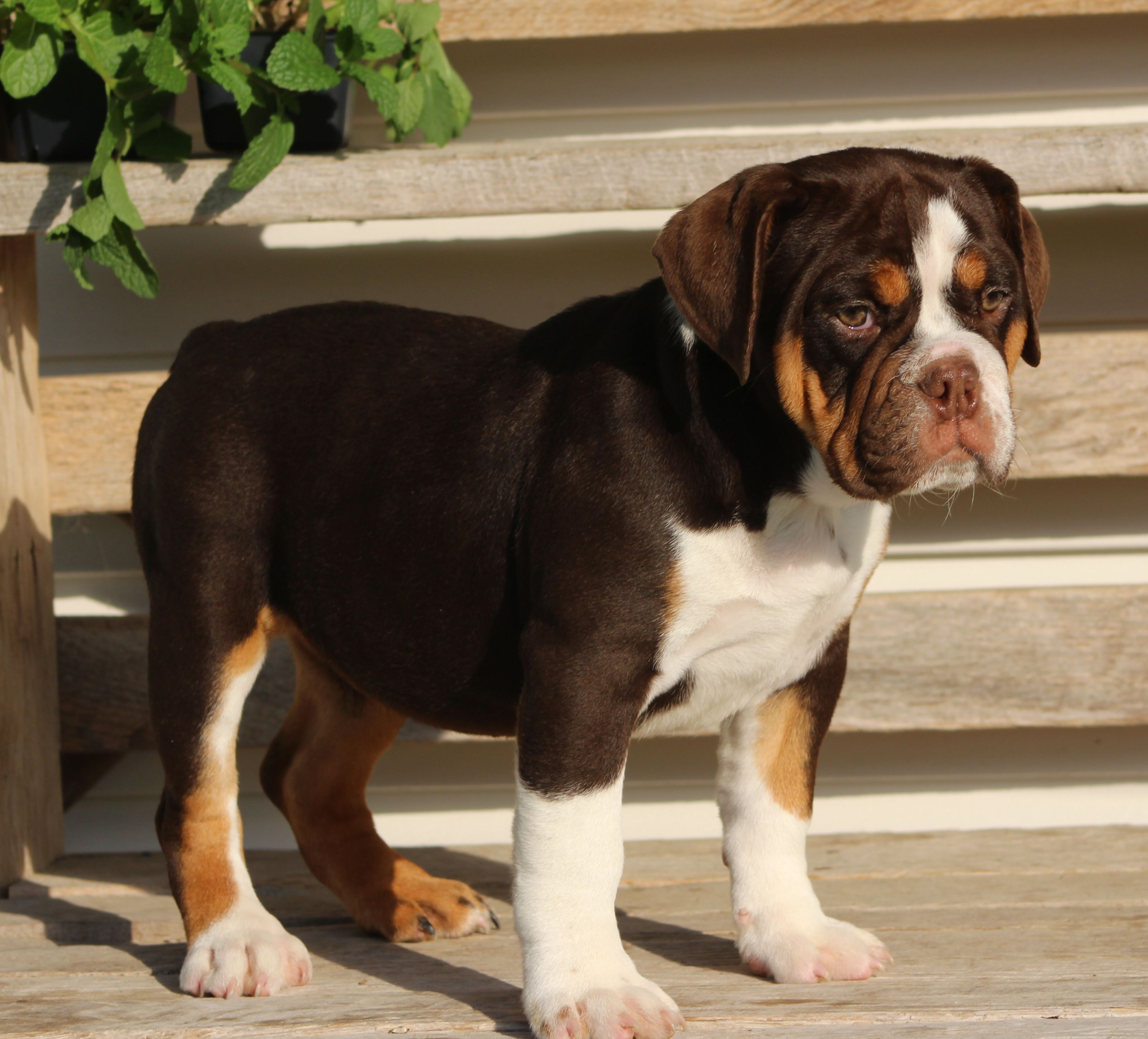 Rose, a female English Bulldog and Beagle for sale in Baltic, OH – 5 of 8