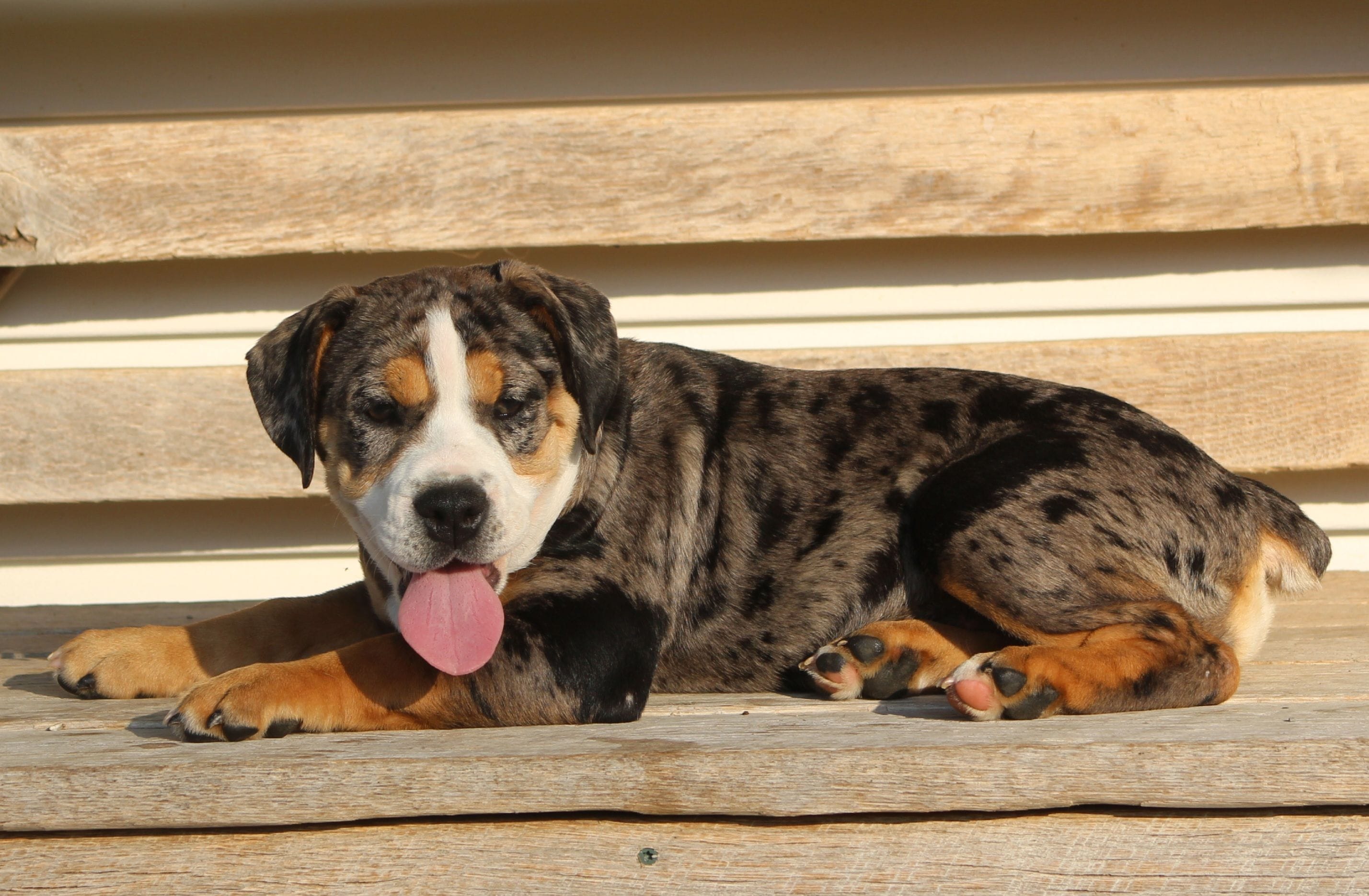 Molly, a female English Bulldog and Beagle for sale in Baltic, OH – 5 of 8