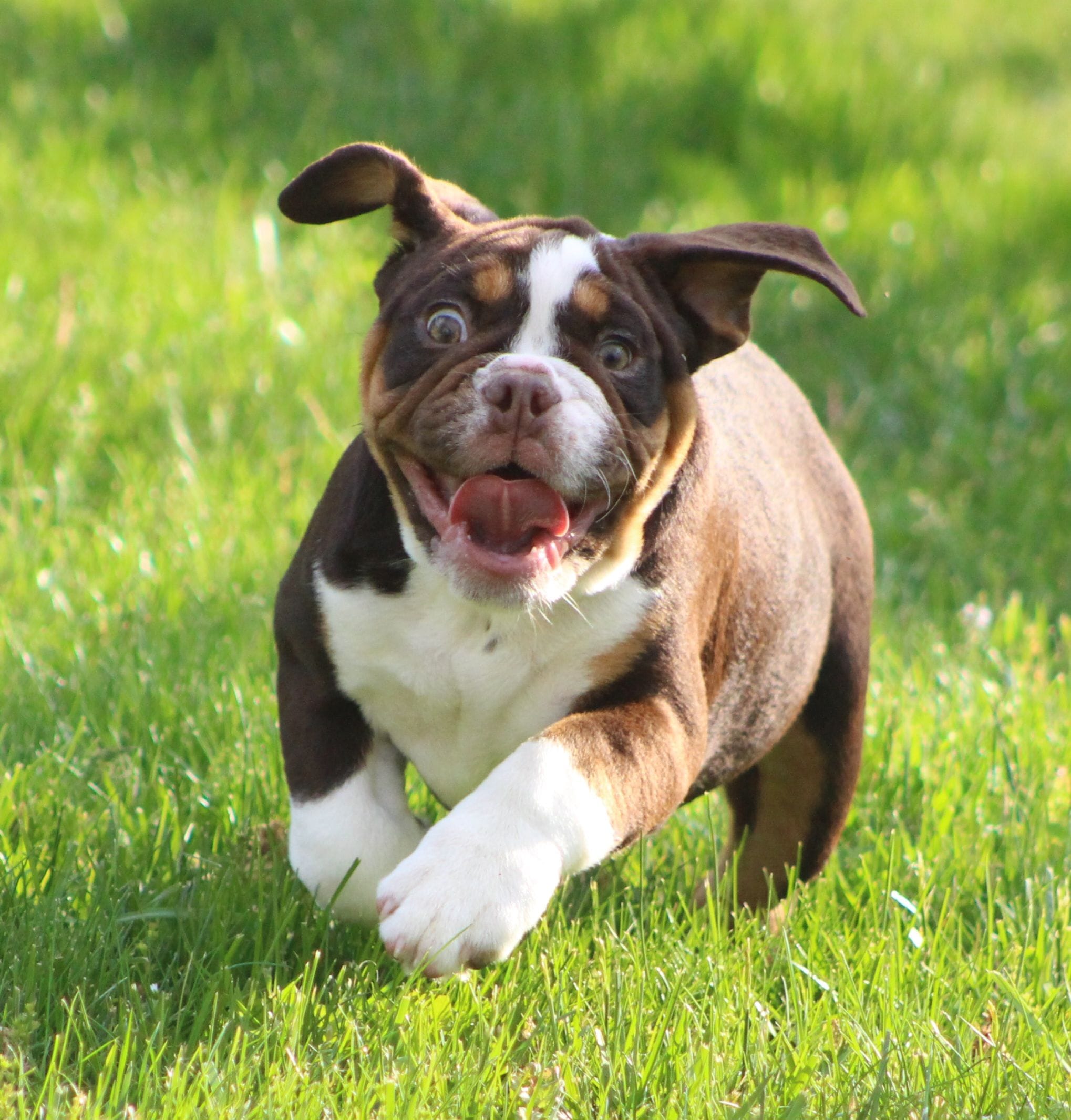 Rose, a female English Bulldog and Beagle for sale in Baltic, OH – 7 of 8