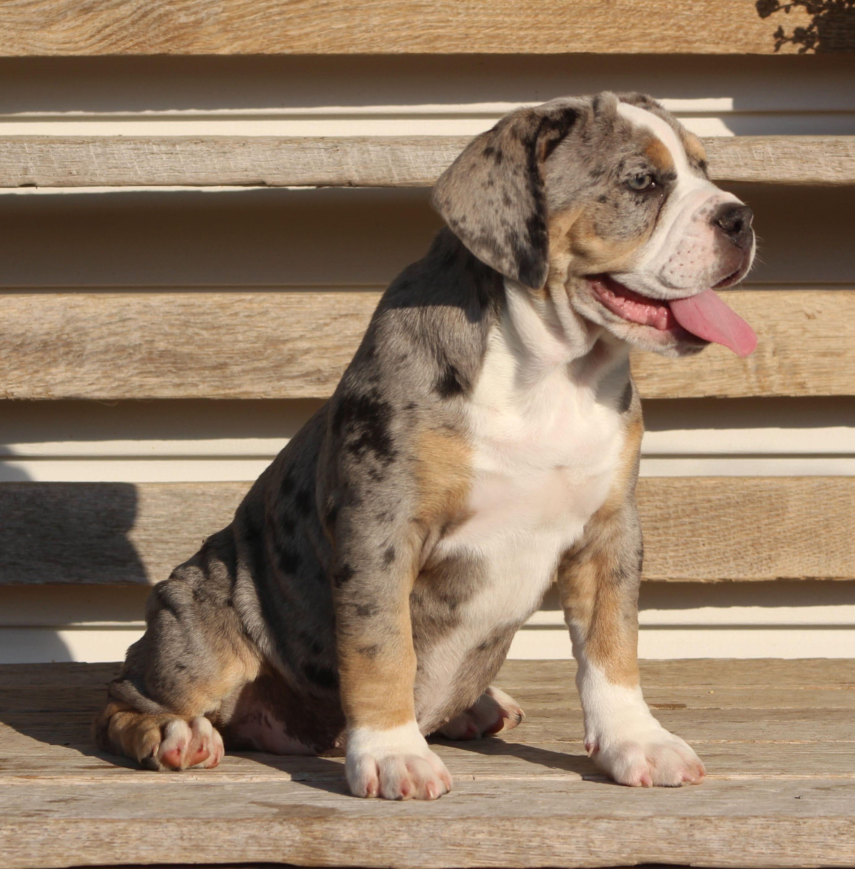 Bianca, a female English Bulldog and Beagle for sale in Baltic, OH – 3 of 10