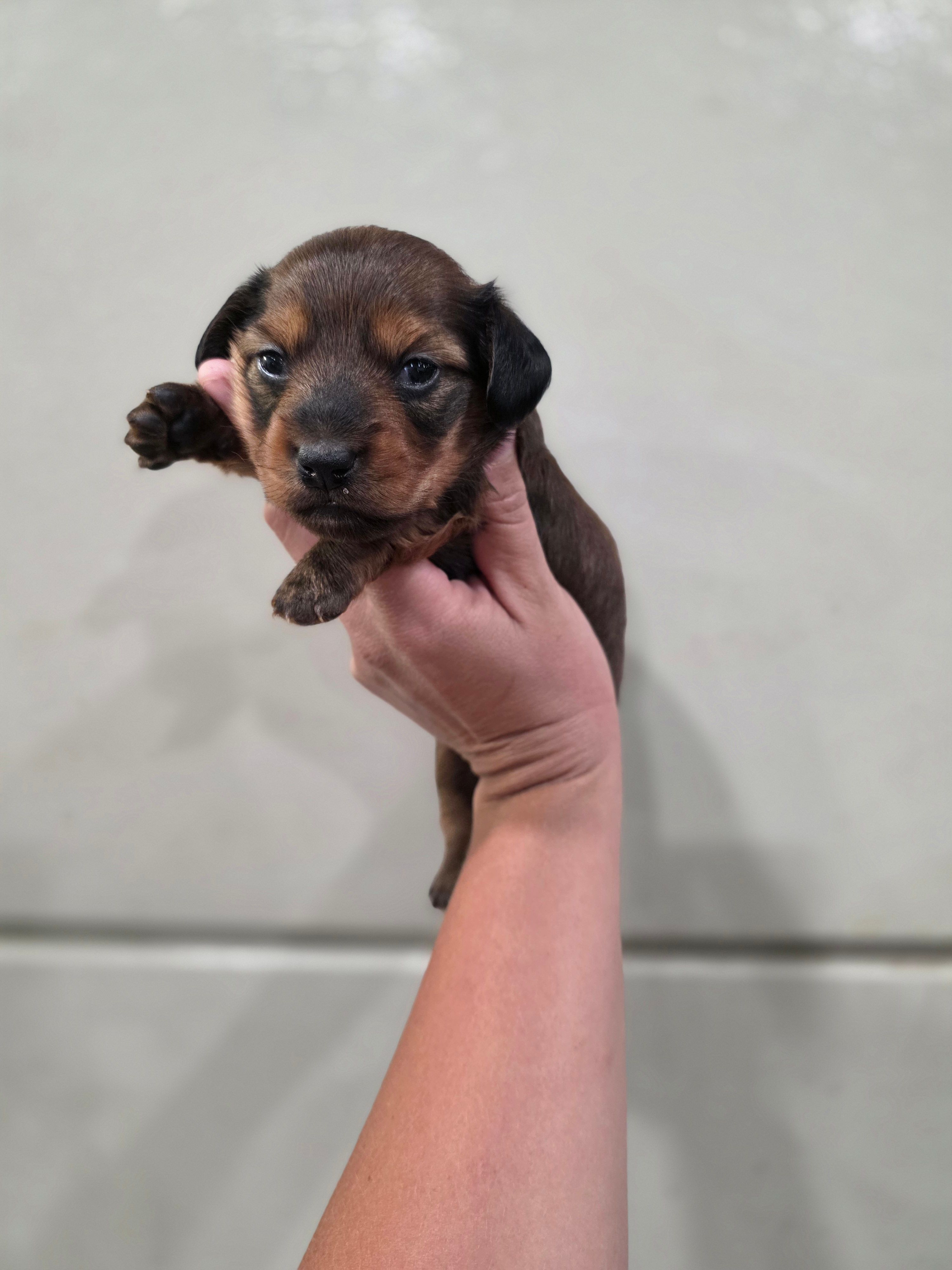 Penny – Miniature Dachshund puppy for sale in Springfield, MO