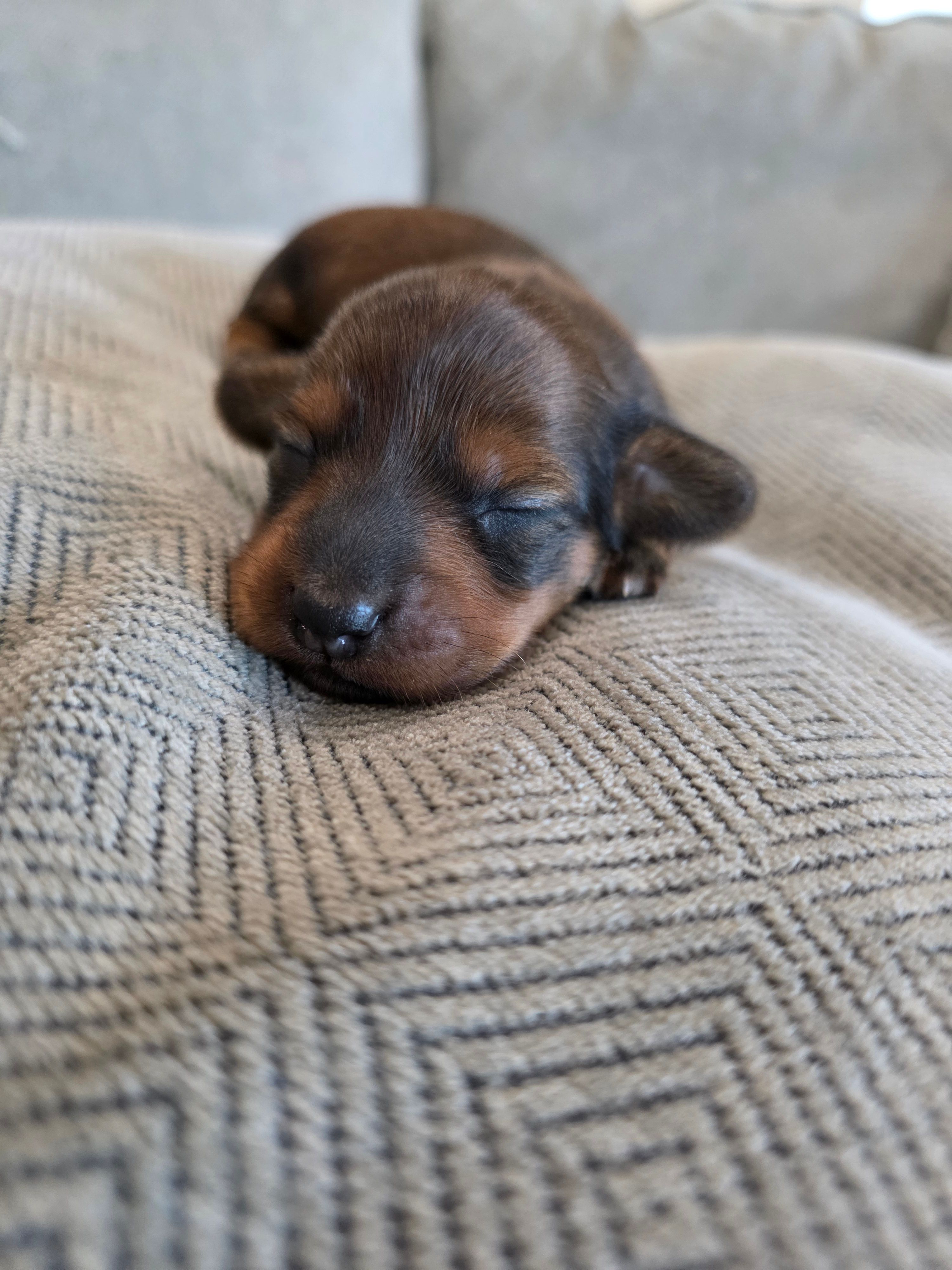 Penny – Miniature Dachshund puppy for sale in Springfield, MO