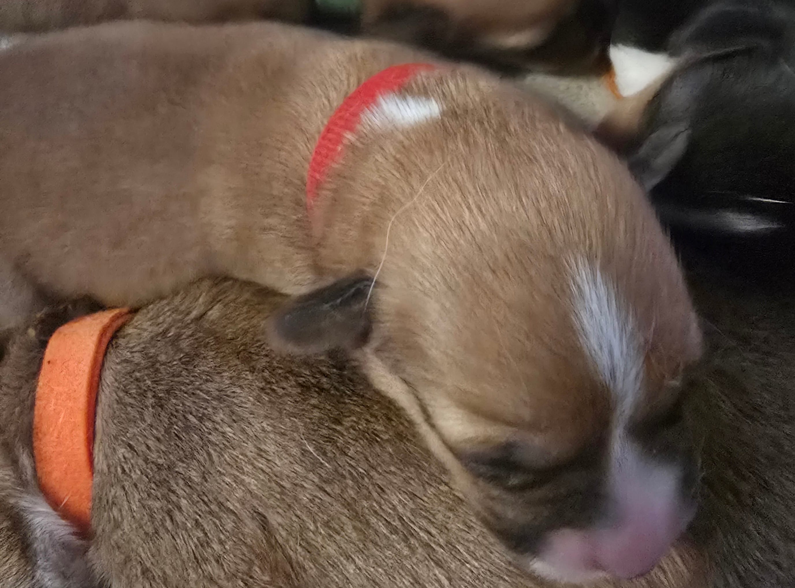 Red  – Pembroke Welsh Corgi puppy for sale in Milton, FL
