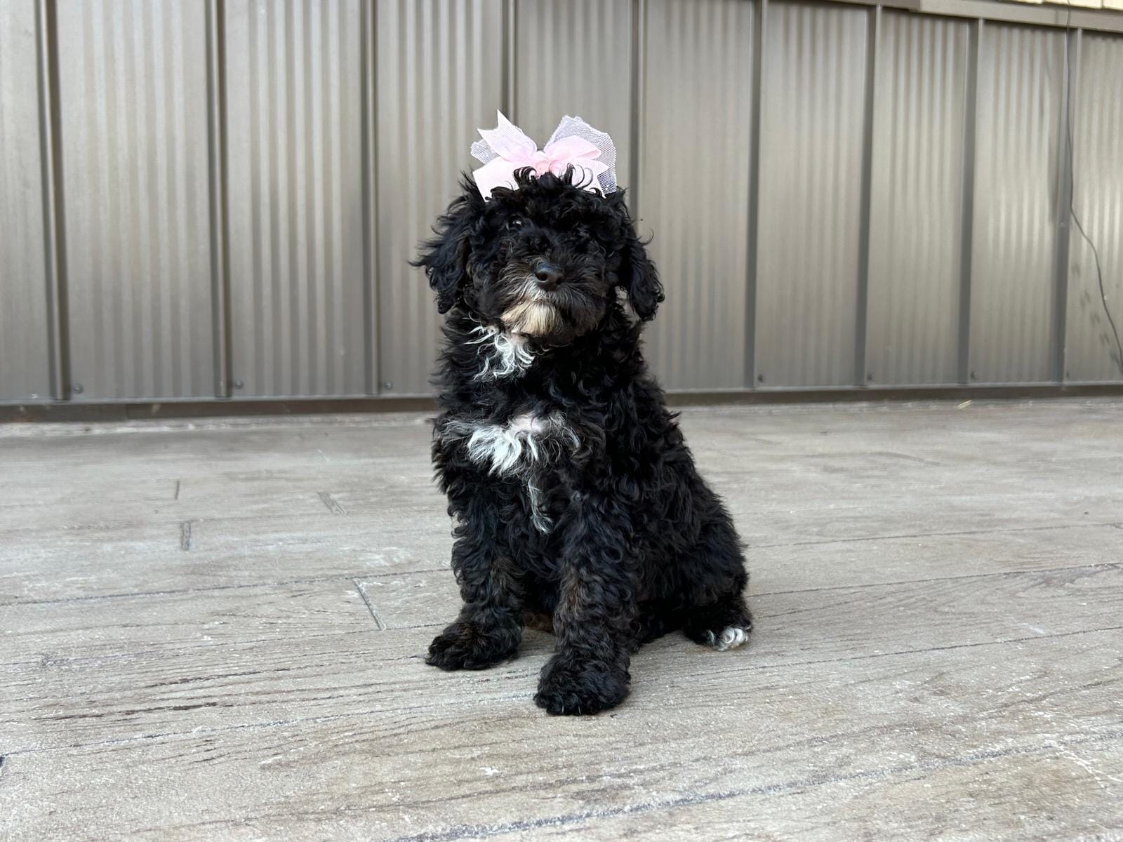 Nadia – Poodle - Miniature  puppy for sale in Saint Joe, IN