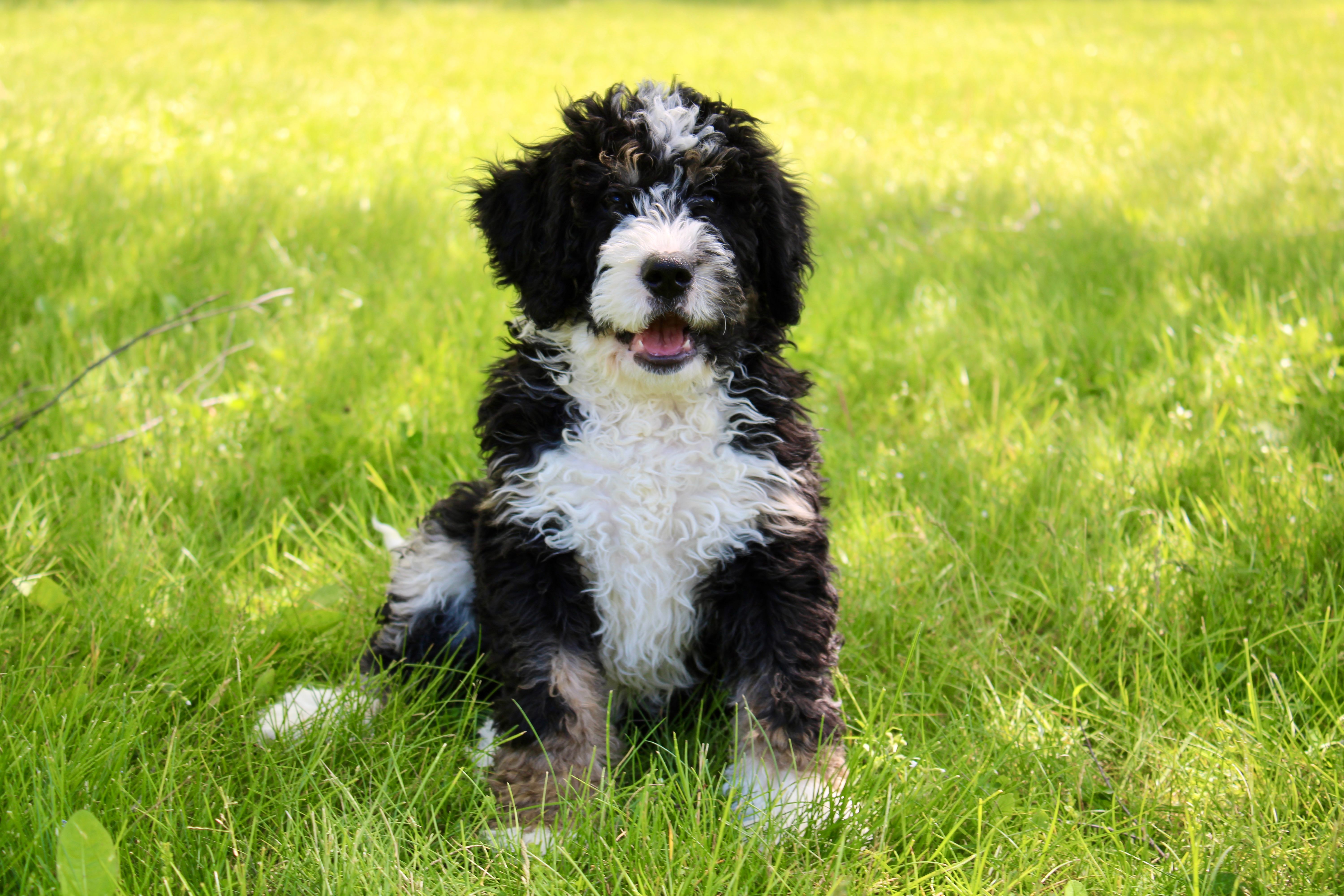 Parker  – Miniature Bernedoodle puppy for sale in Saint Joe, IN