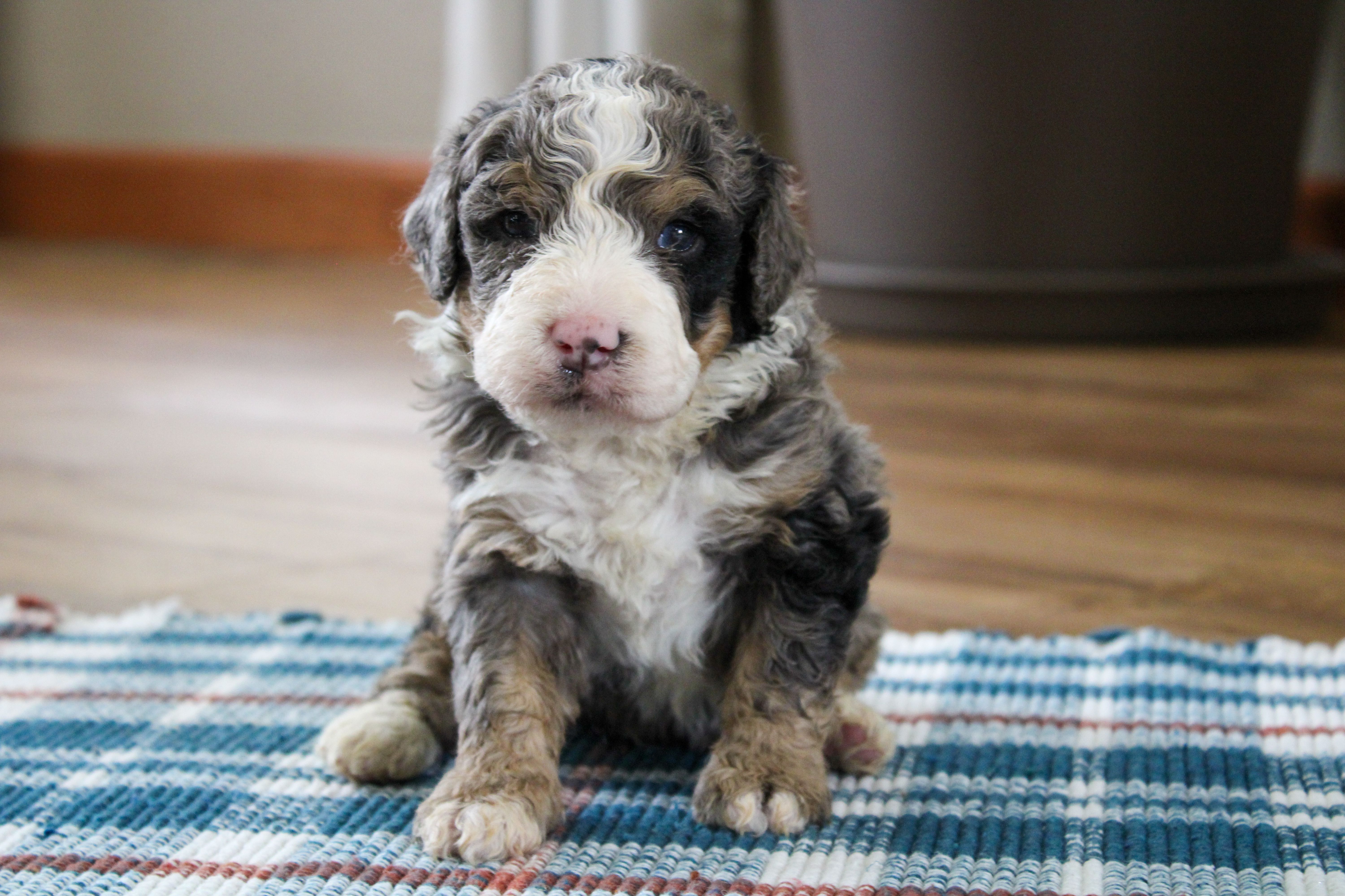 Porter-Multigen – Miniature Bernedoodle puppy for sale in Saint Joe, IN