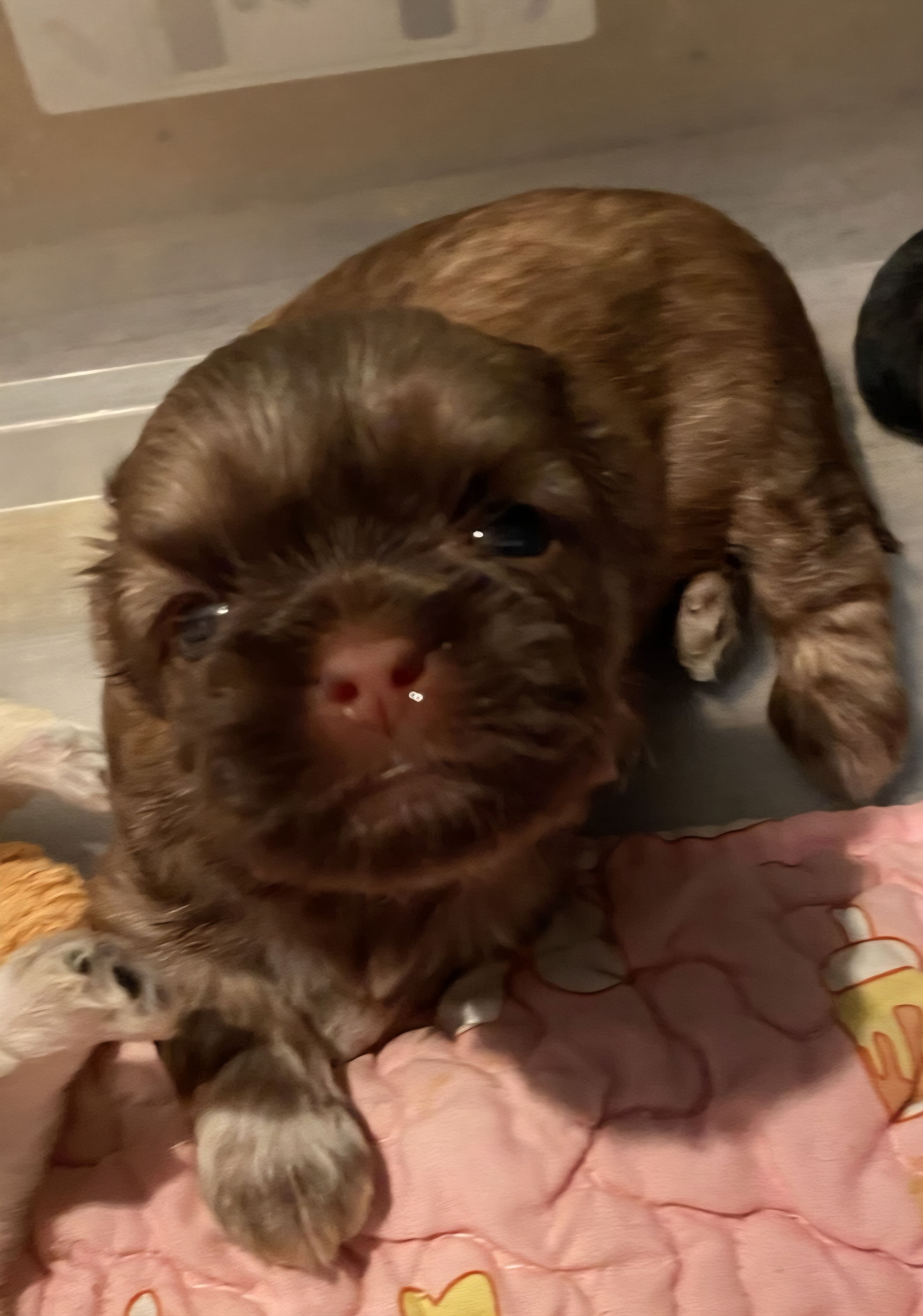 Shirley the Loon – Shih Tzu puppy for sale in Ocala, FL
