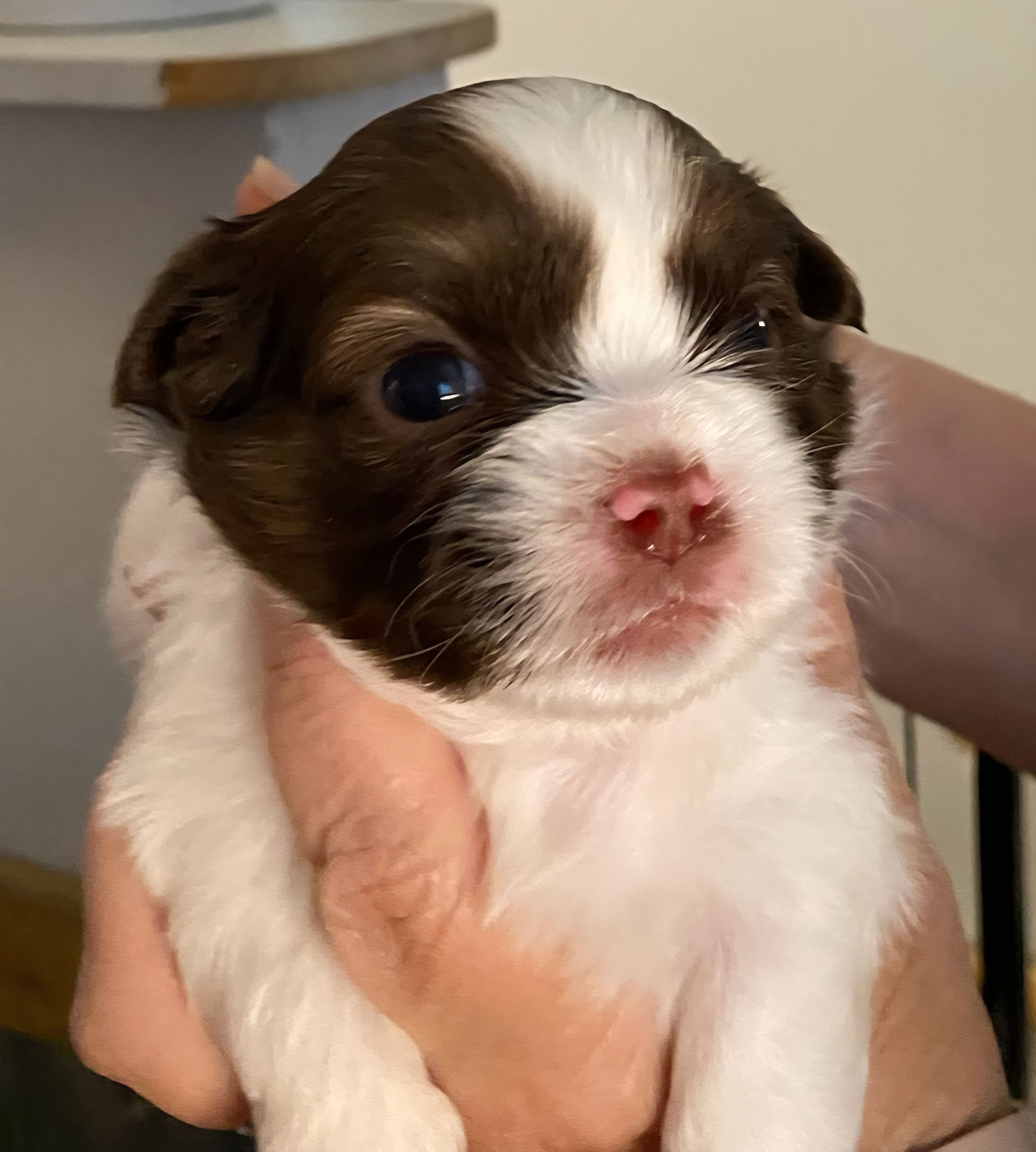 Furball – Shih Tzu puppy for sale in Ocala, FL