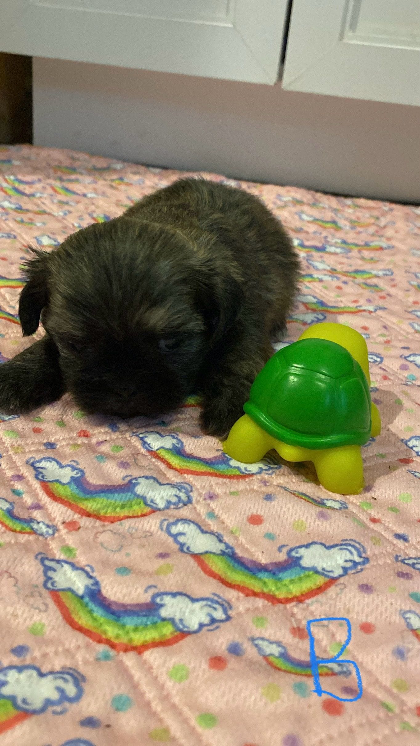 Petunia – Shih Tzu puppy for sale in Ocala, FL