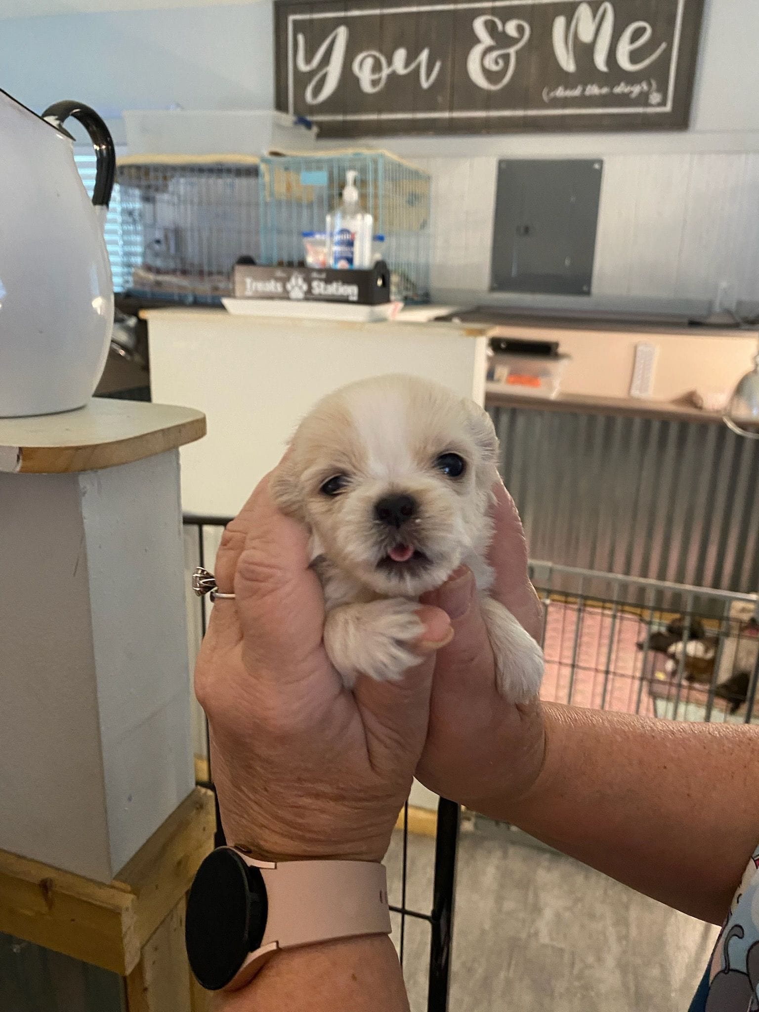 Sweetie Pie – Shih Tzu puppy for sale in Ocala, FL