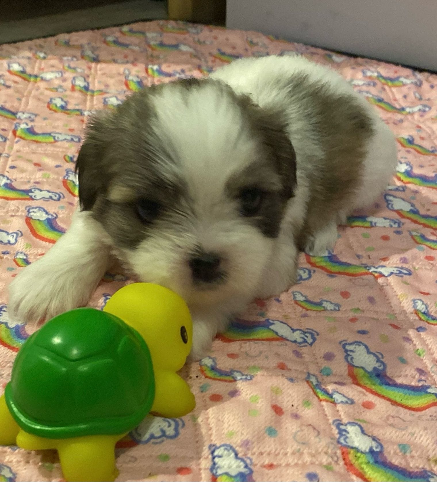 Elmyra Duff – Shih Tzu puppy for sale in Ocala, FL