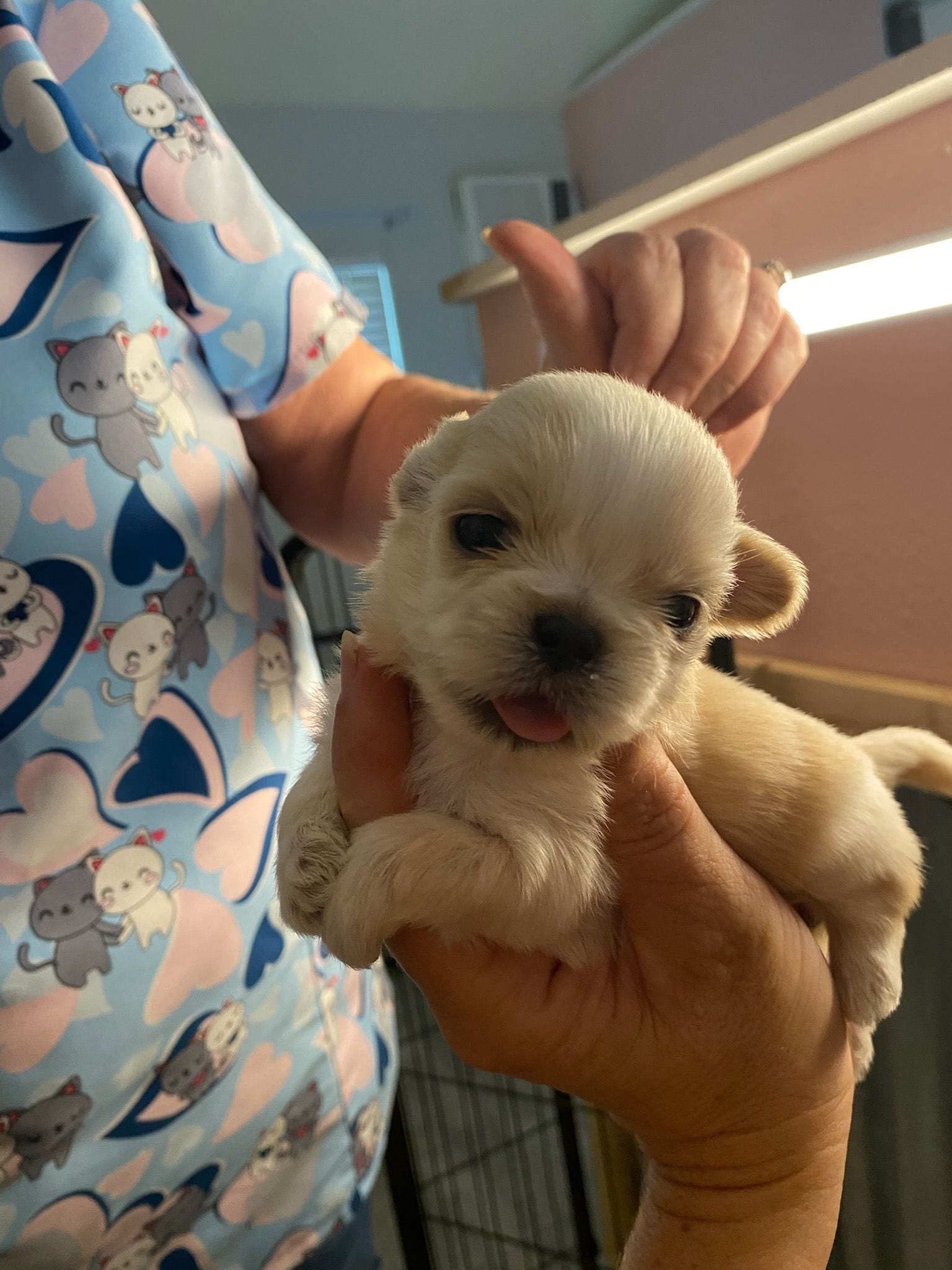Sweetie Pie, a female Shih Tzu for sale in Ocala, FL – 2 of 2