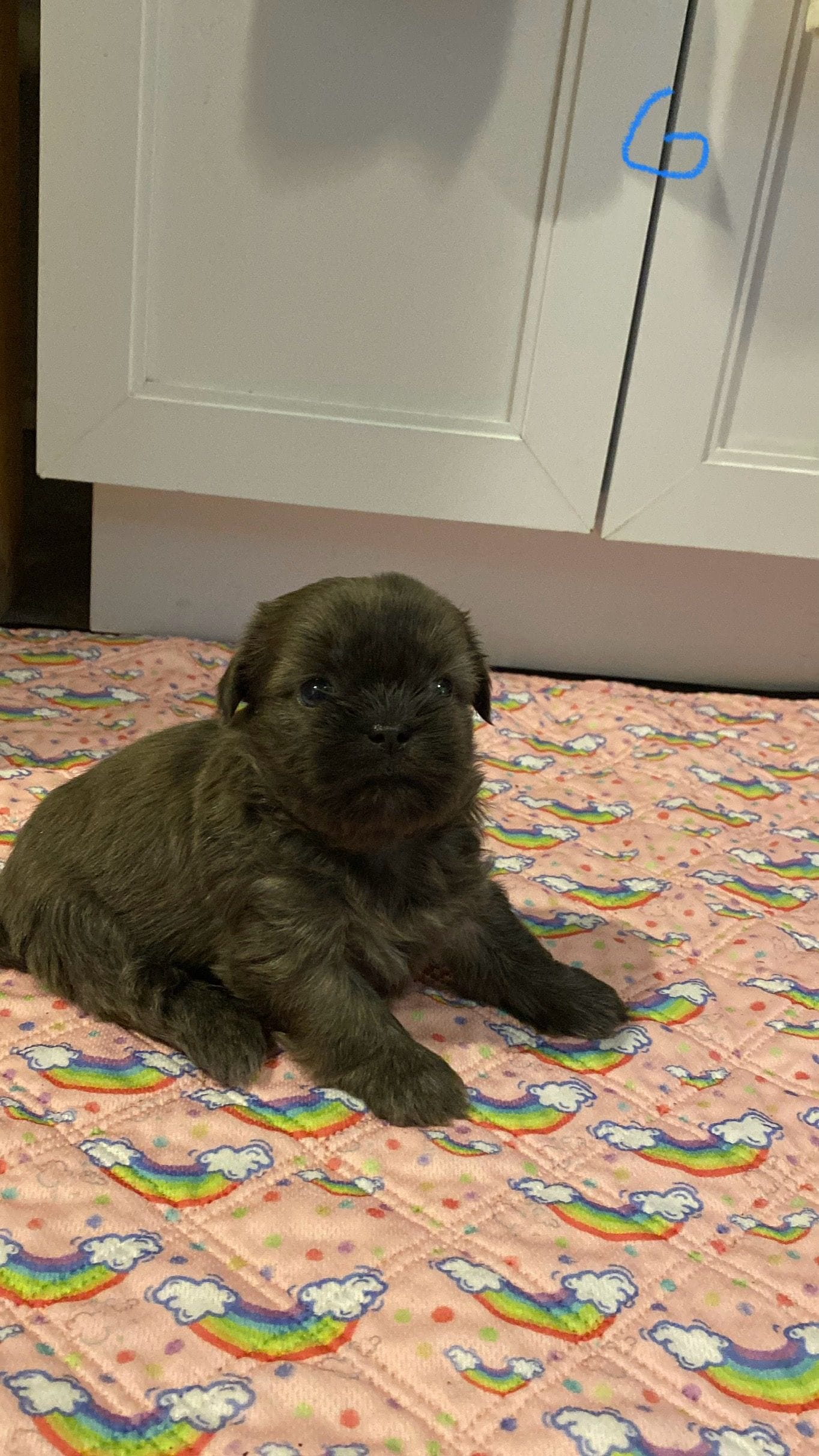 Penelope – Shih Tzu puppy for sale in Ocala, FL