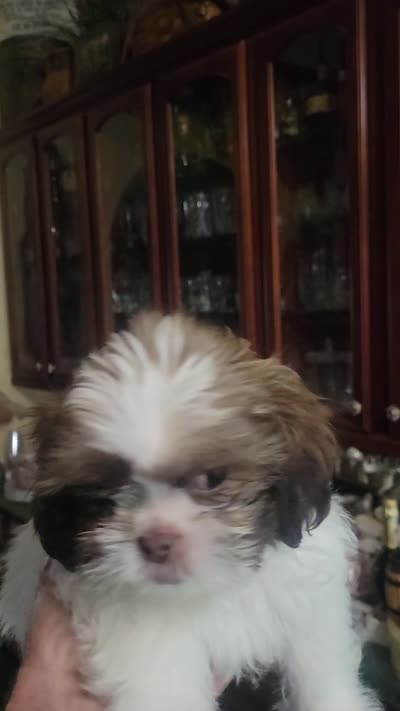 FurBall, a male Shih Tzu for sale in Ocala, FL – 2 of 5
