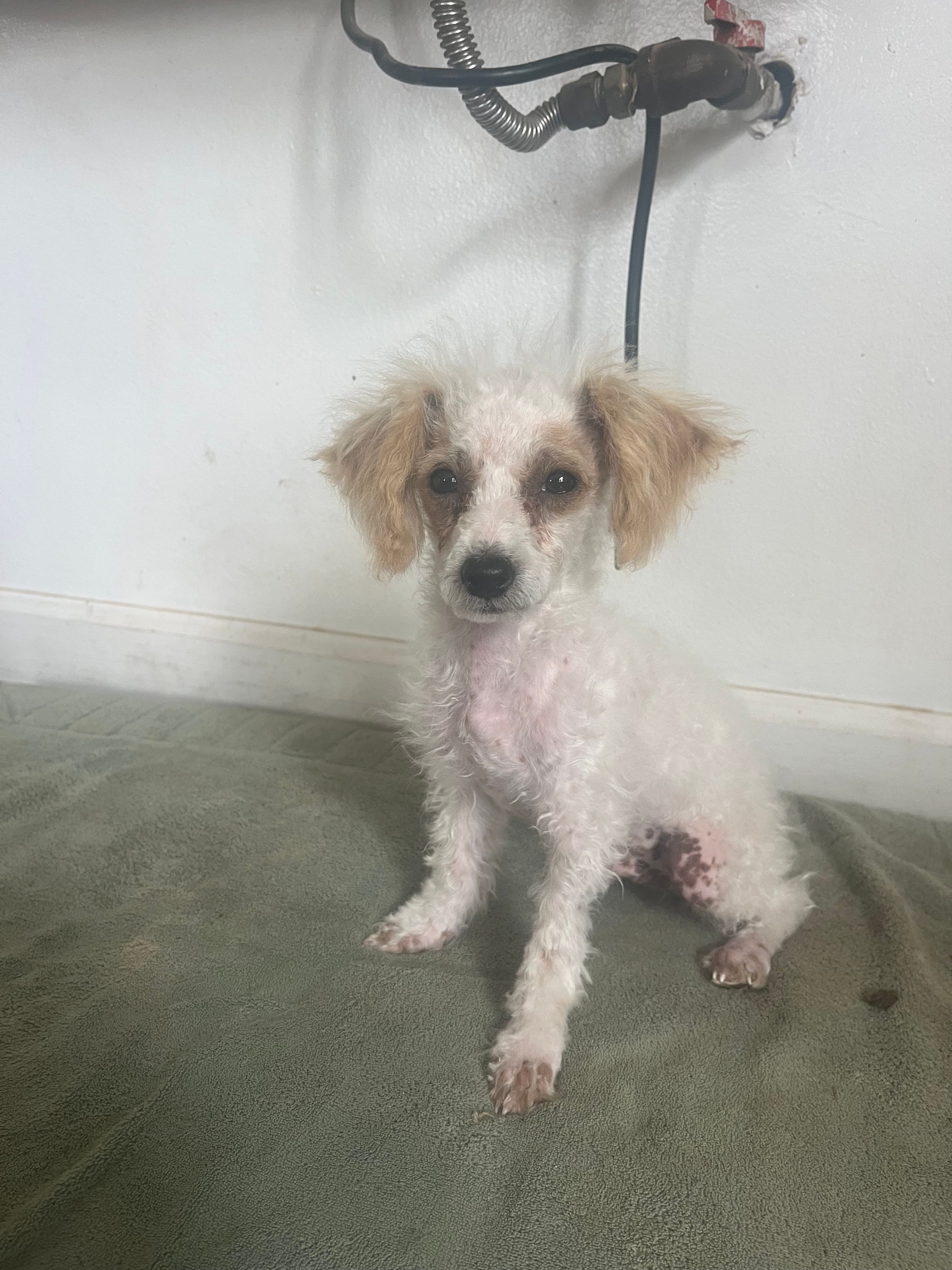 Toffee  – Poodle - Toy  puppy for sale in Seymour, MO