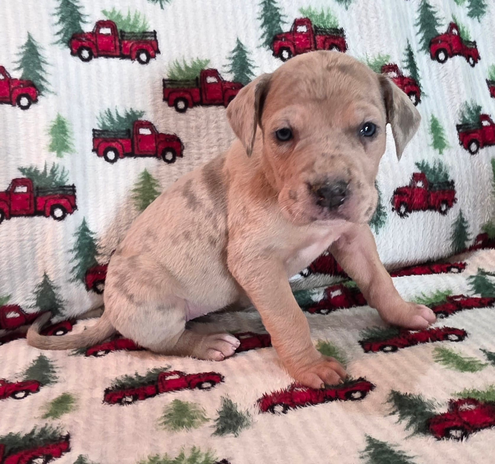 AKC Blue Fawn merle female #2