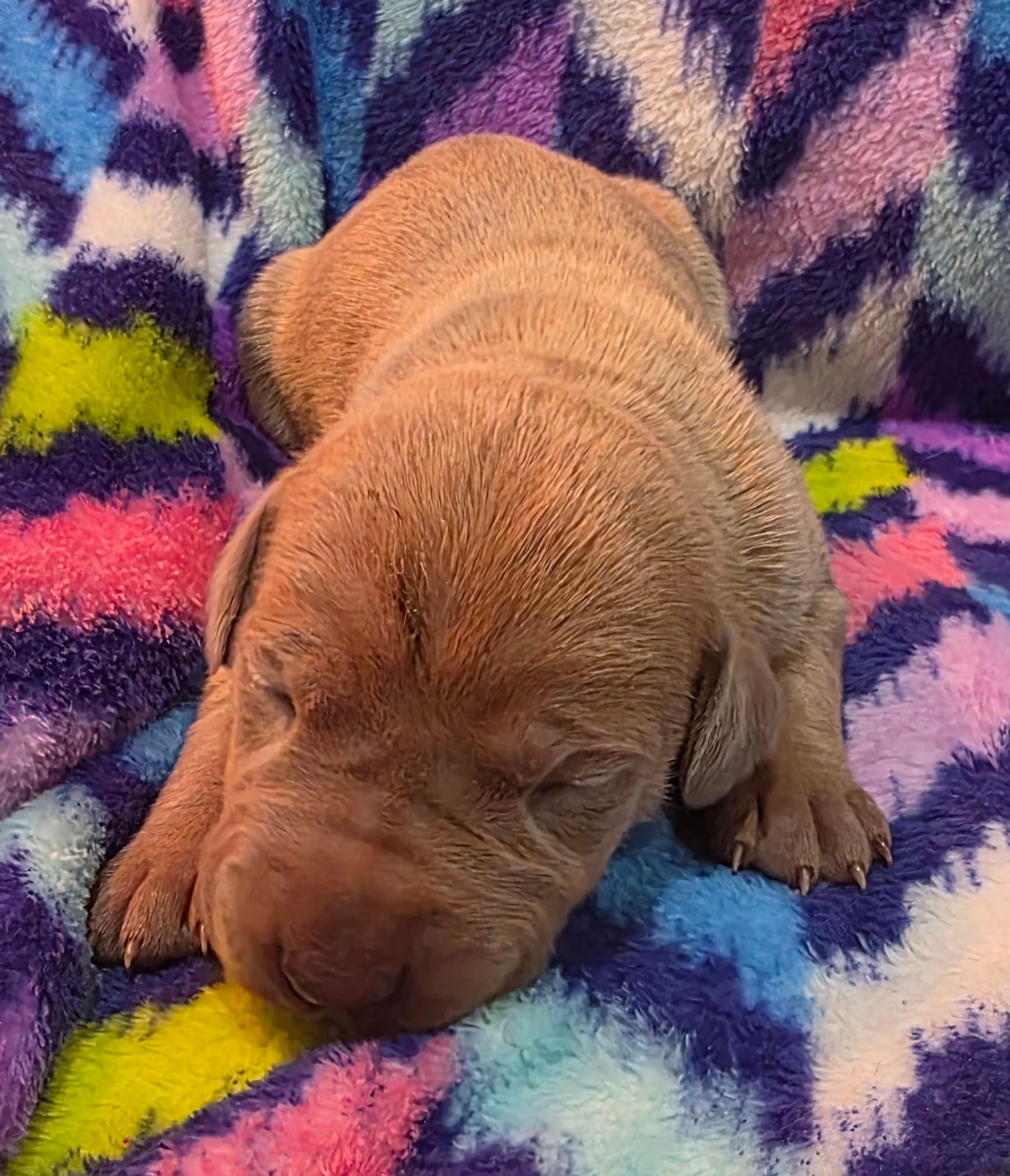 AKC Lilac fawn female  – Great Dane puppy for sale in Pipestone, MN