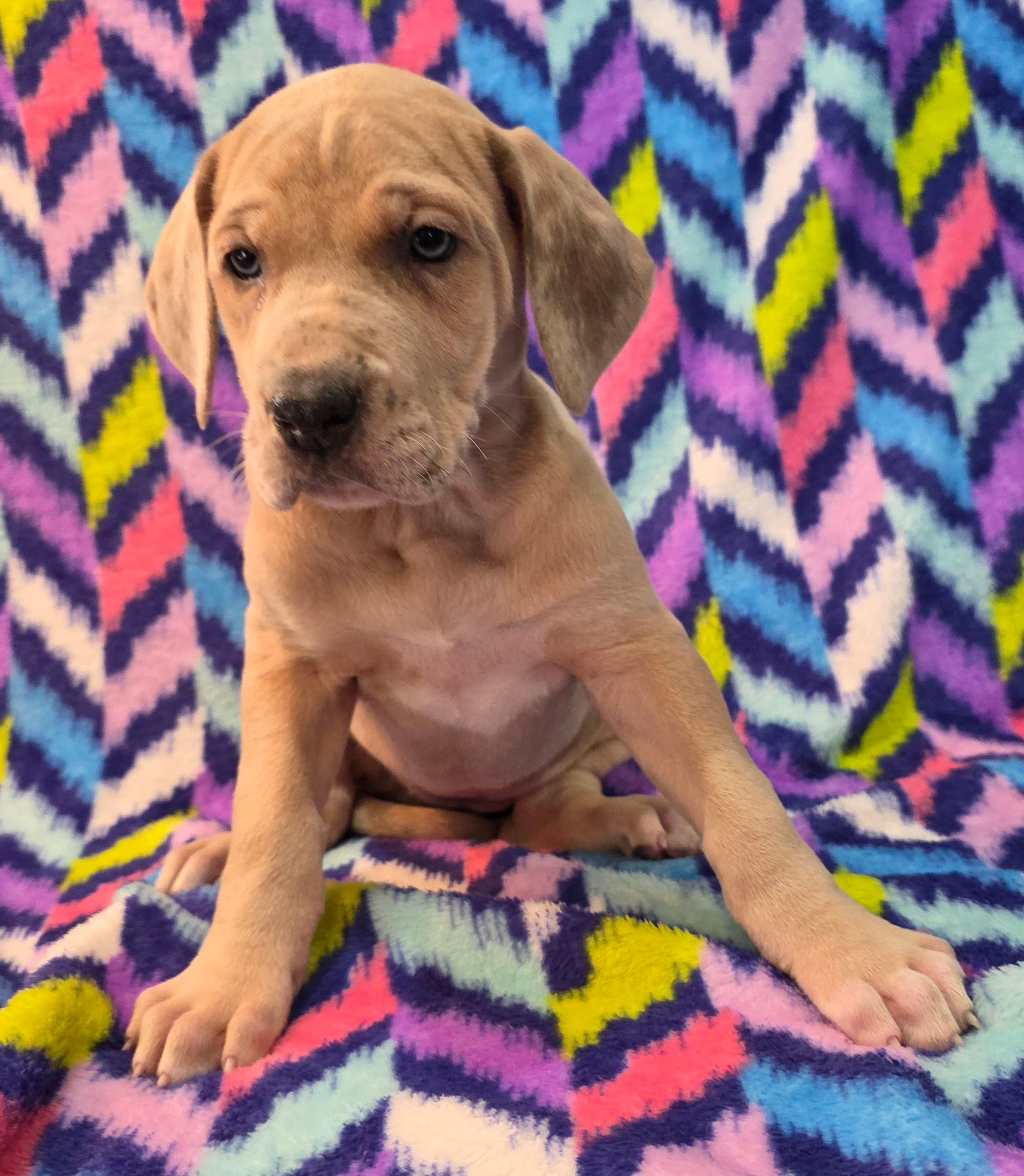 AKC Blue Fawn merle female #2 – Great Dane puppy for sale in Pipestone, MN