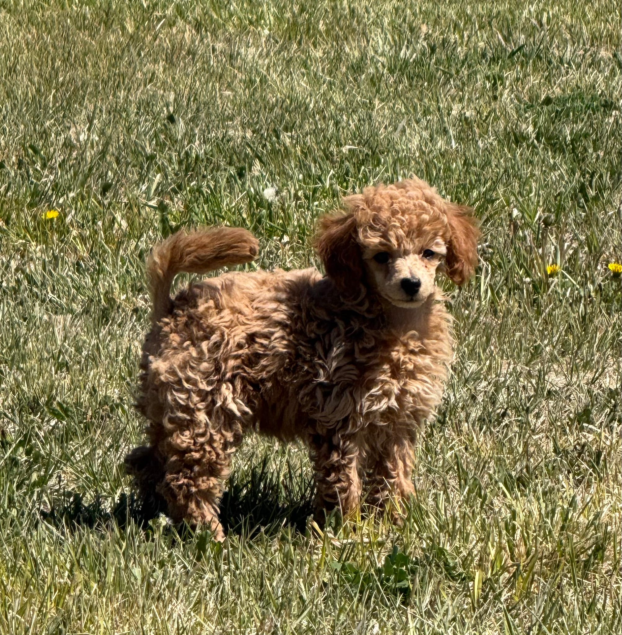 Georgia – Poodle - Toy  puppy for sale in Sanford, CO