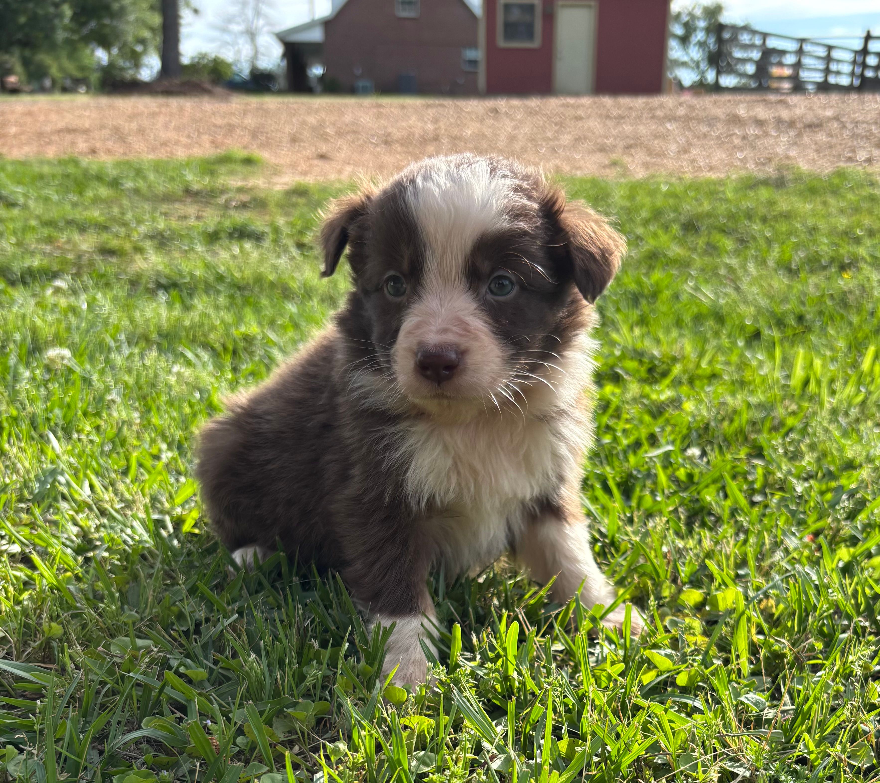 Tate – Australian Shepherd puppy for sale in Lumberton, MS