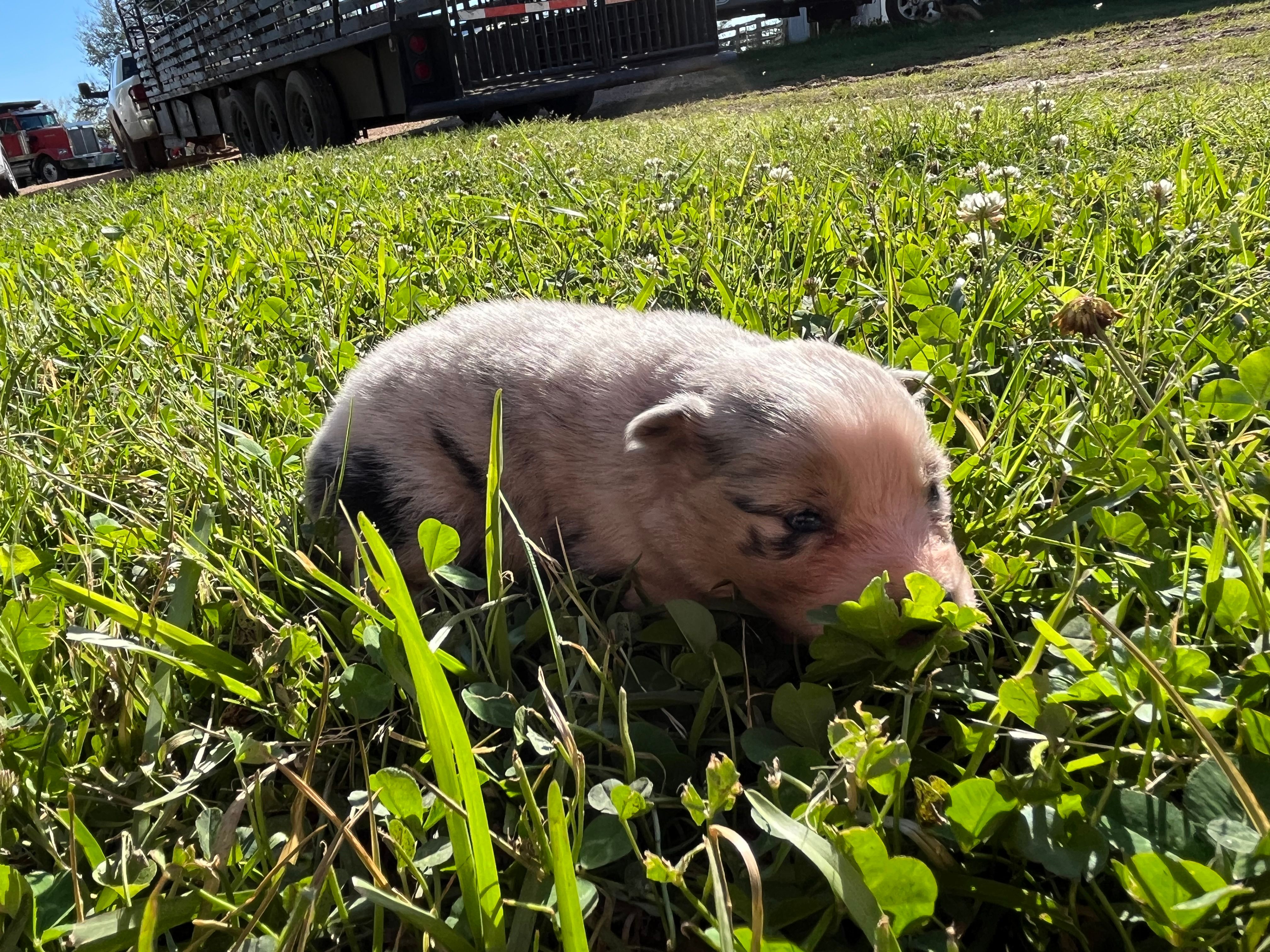 Girl 1 – Australian Shepherd puppy for sale in Lumberton, MS