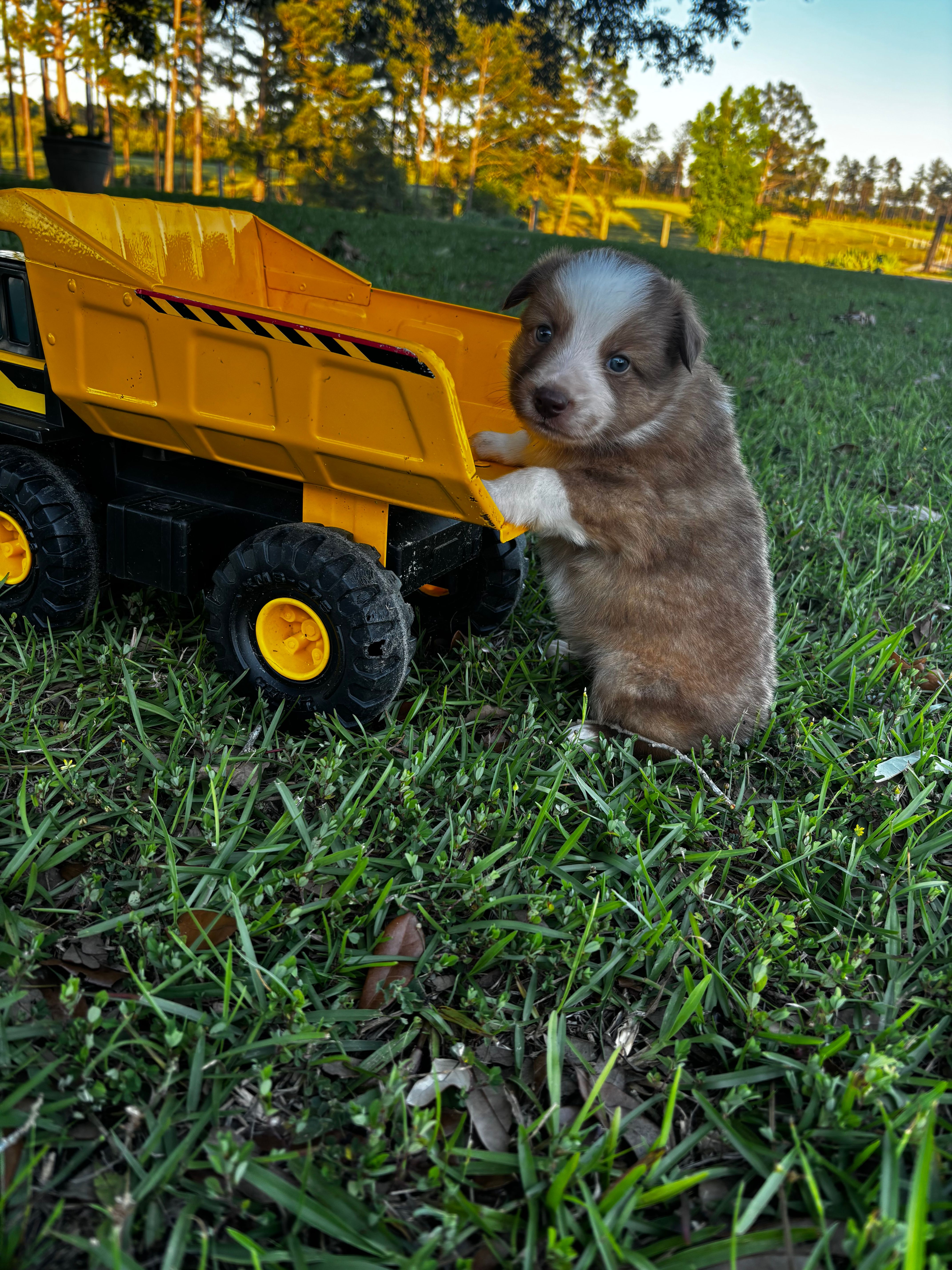  Sable Male – Australian Shepherd, Miniature Australian Shepherd puppy for sale in Lumberton, MS