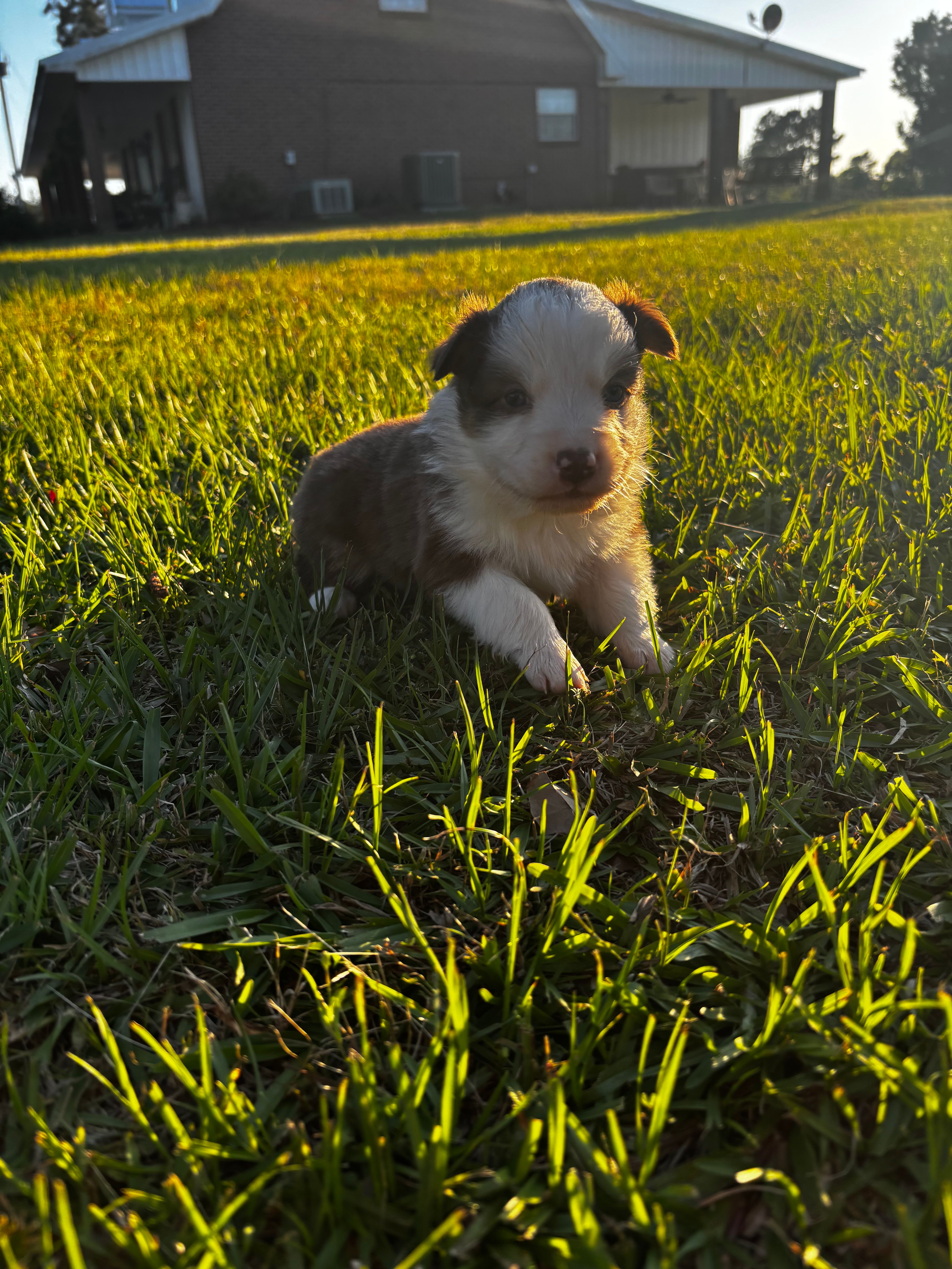 Red tri female – Australian Shepherd, Miniature Australian Shepherd puppy for sale in Lumberton, MS