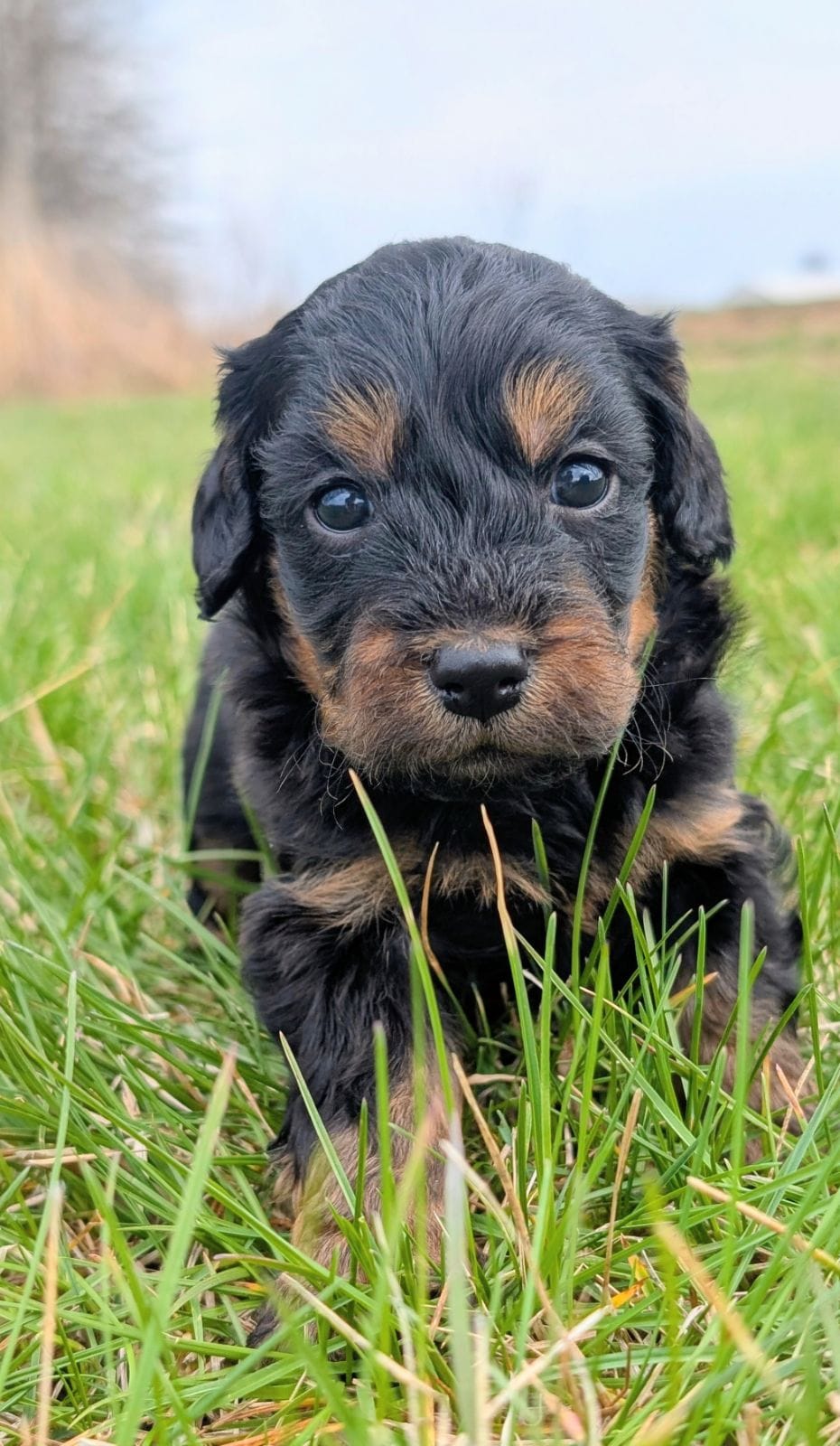 Duke – Maltipoo, Beagle puppy for sale in Brookfield, MO