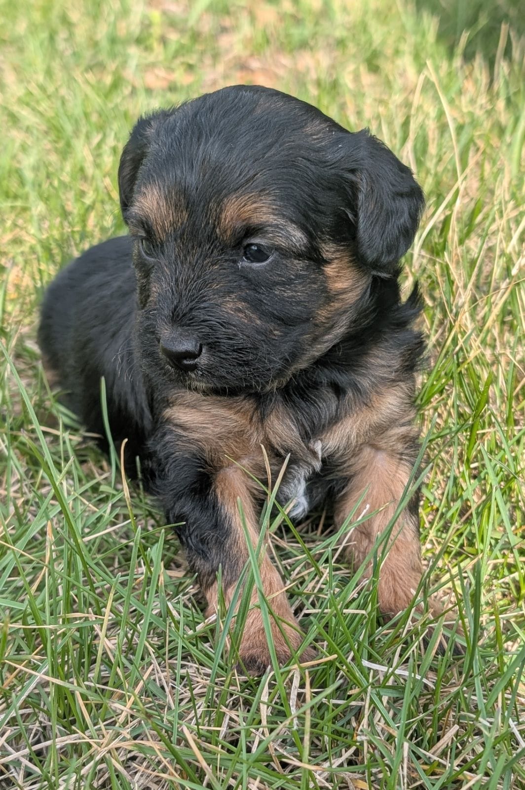Enzo – Maltipoo, Beagle puppy for sale in Brookfield, MO
