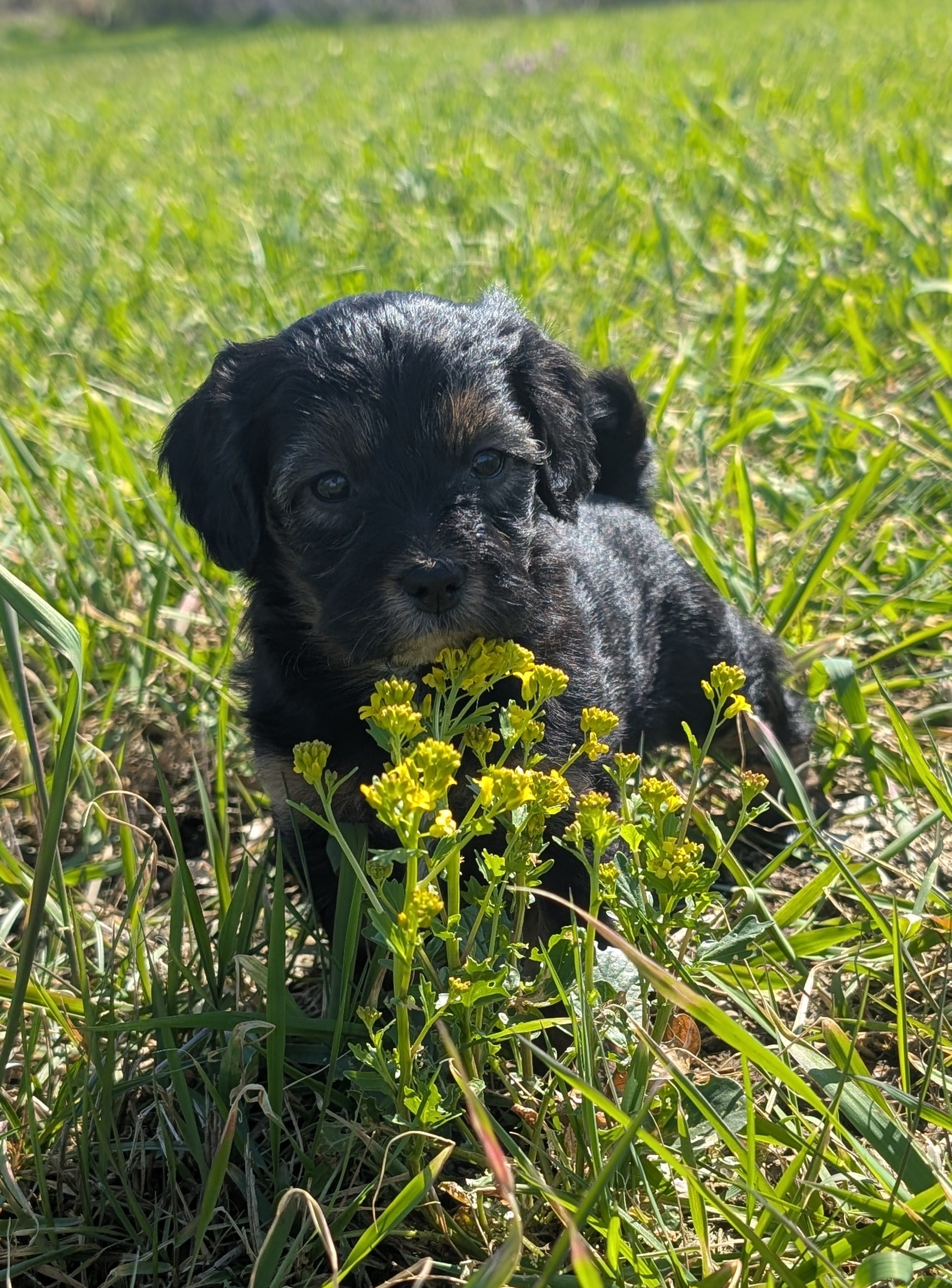 Dreamer – Maltipoo, Beagle puppy for sale in Brookfield, MO