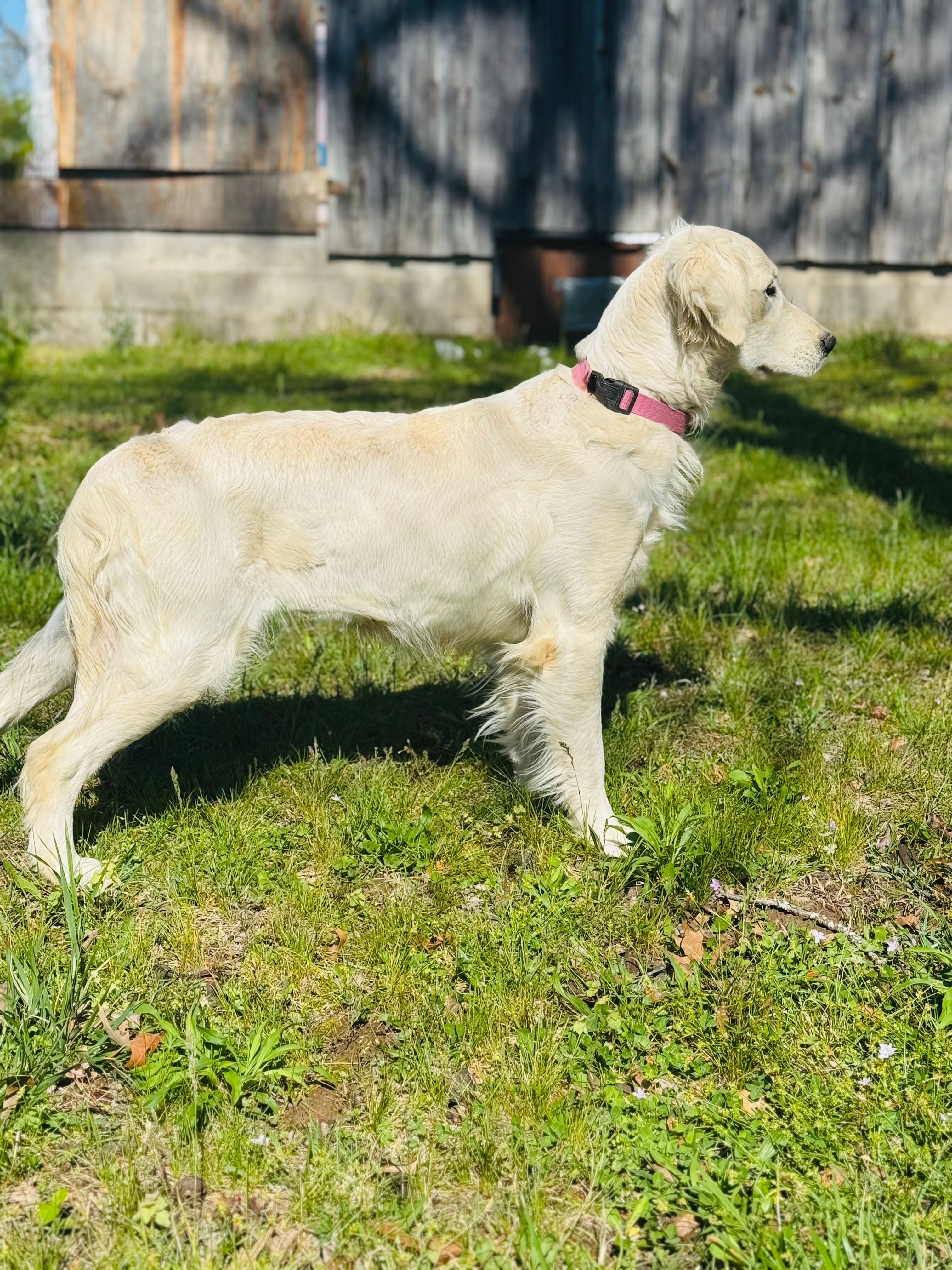 Daisy – Golden Retriever puppy for sale in Harrison, AR