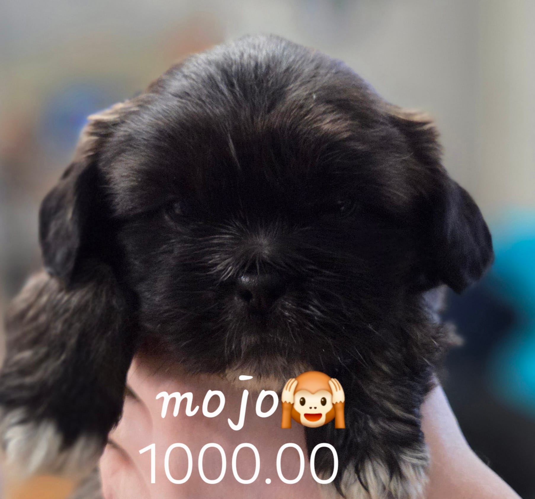 Mojo