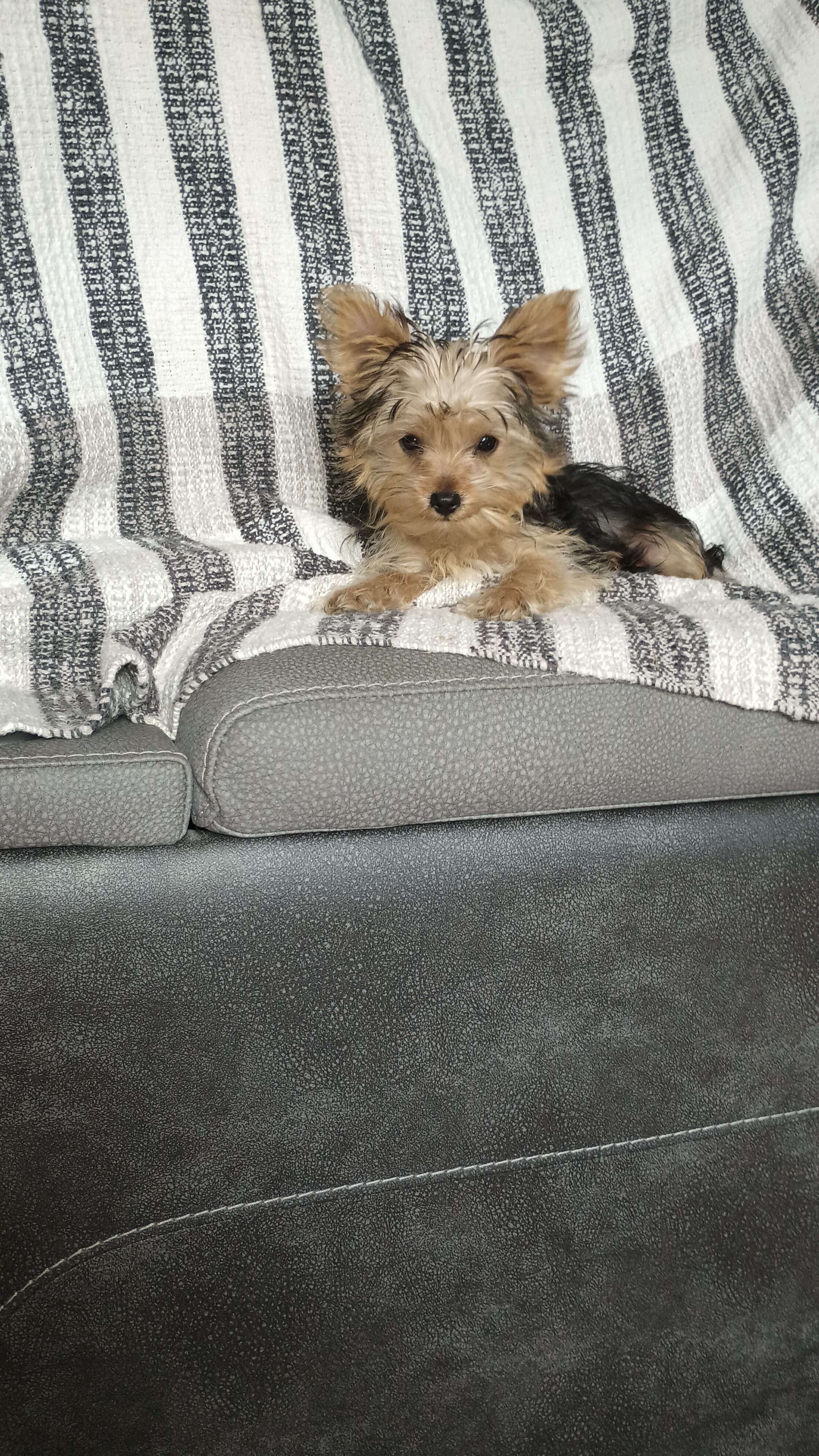 Rez (teacup yorkie) – Yorkshire Terrier puppy for sale in Newton Grove, NC