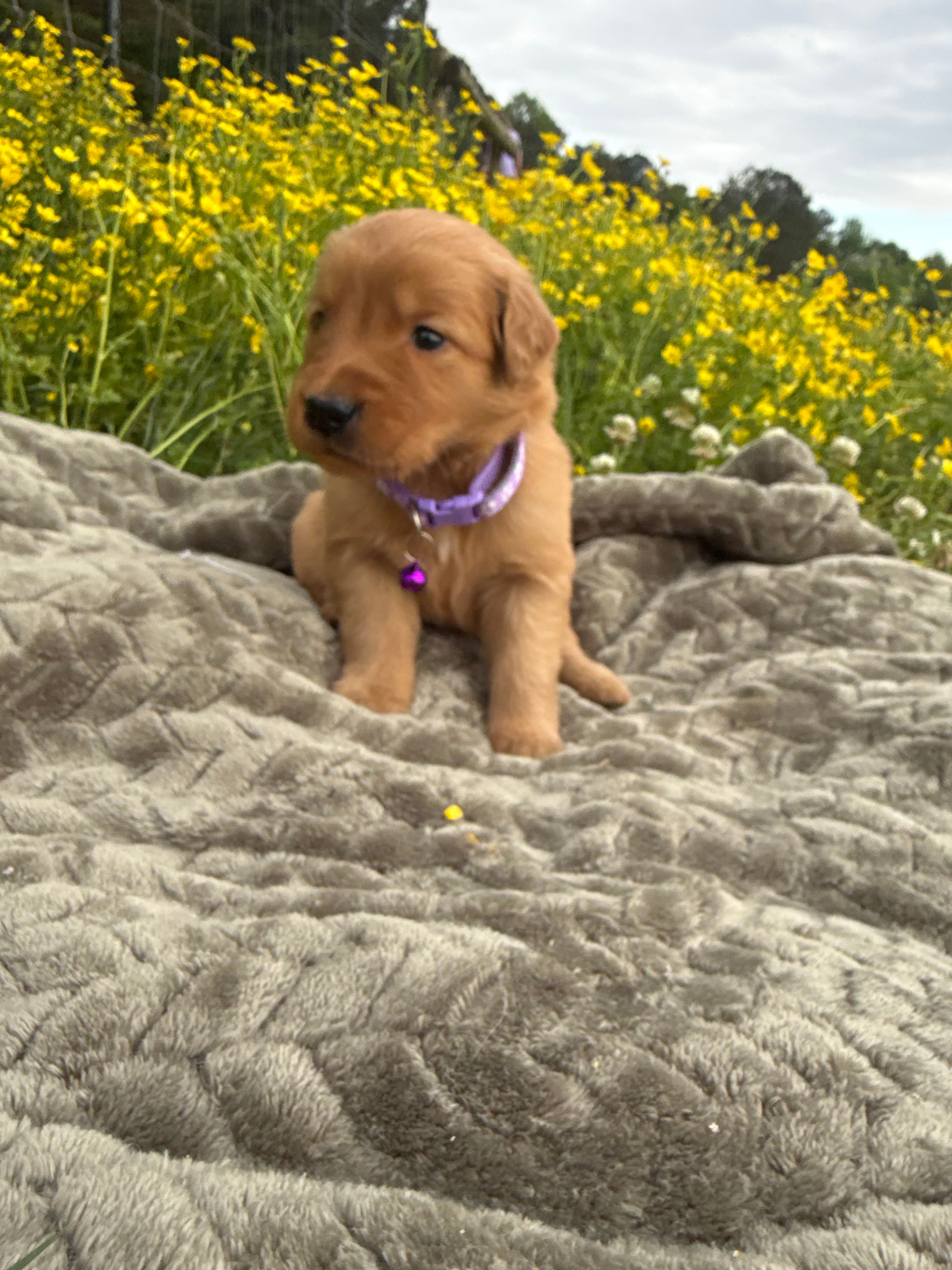 Girl 1 – Golden Retriever puppy for sale in Saltillo, MS